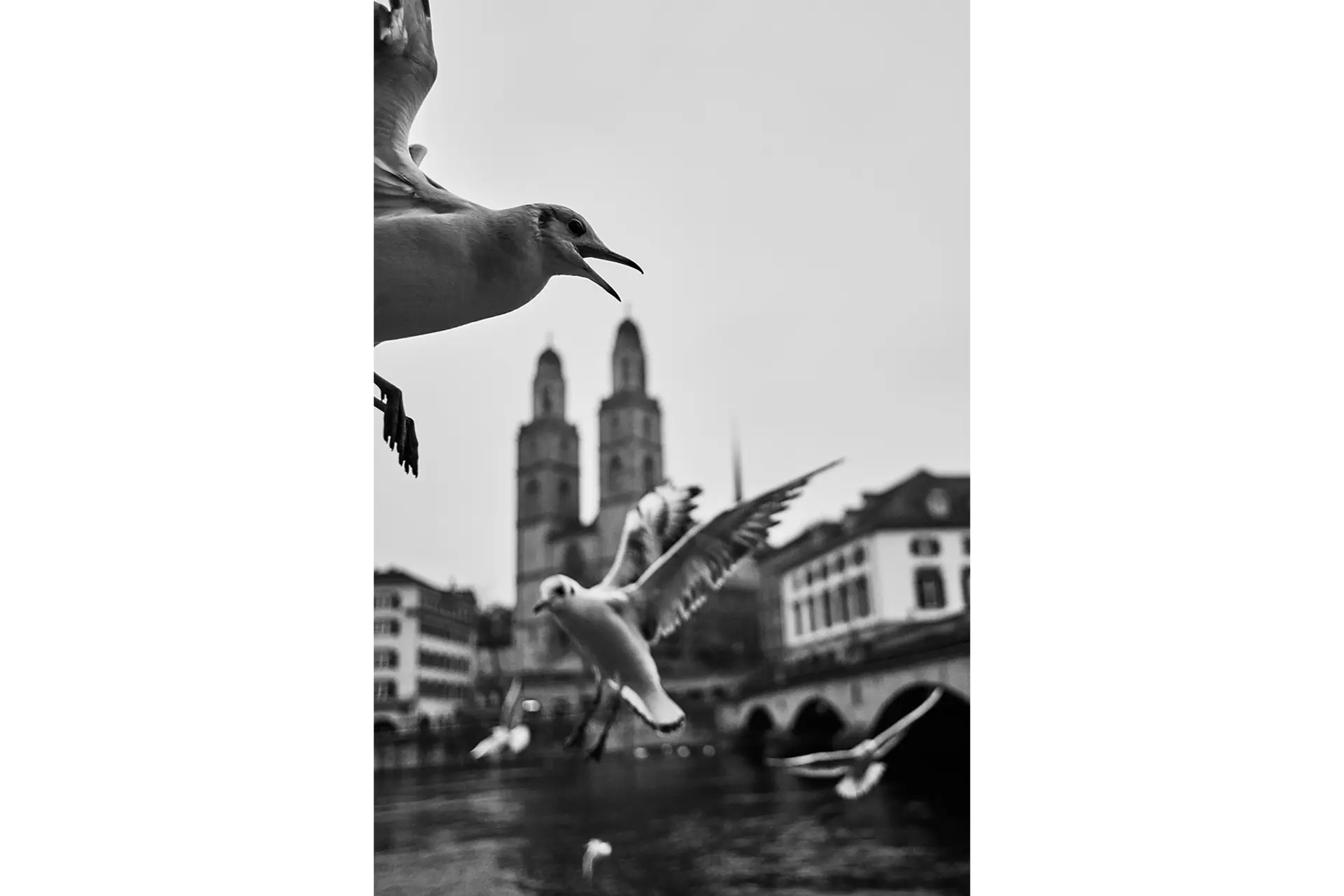 Birds over river in Zurich.