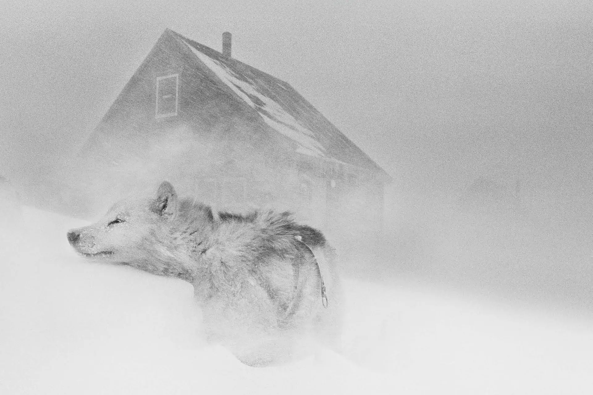 Wolf with old house in the background in a snowy landscape and snowstorm