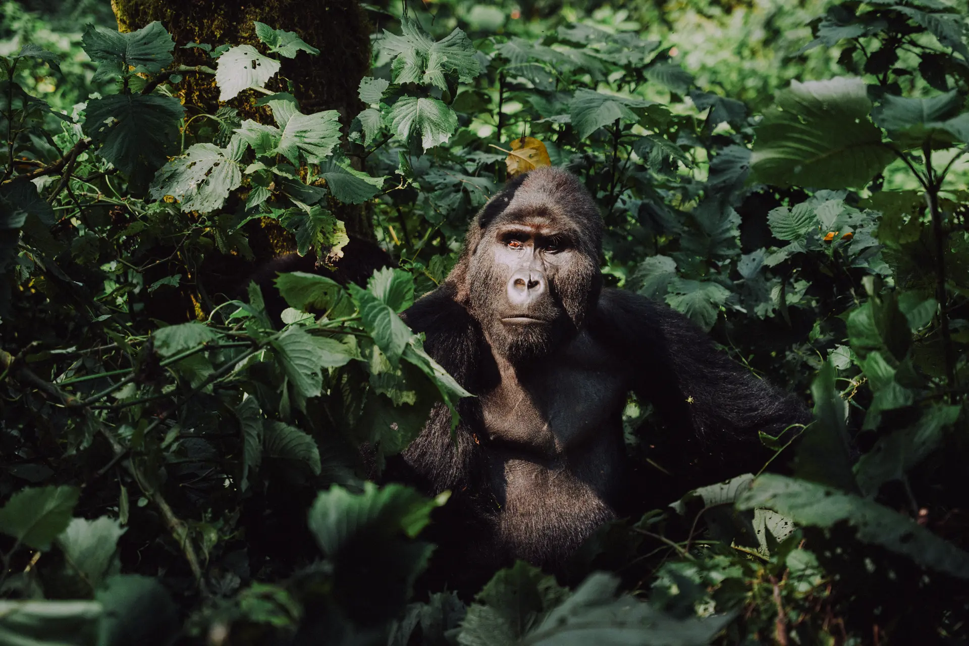 Silverback-II-by-Martina-Trepczyk