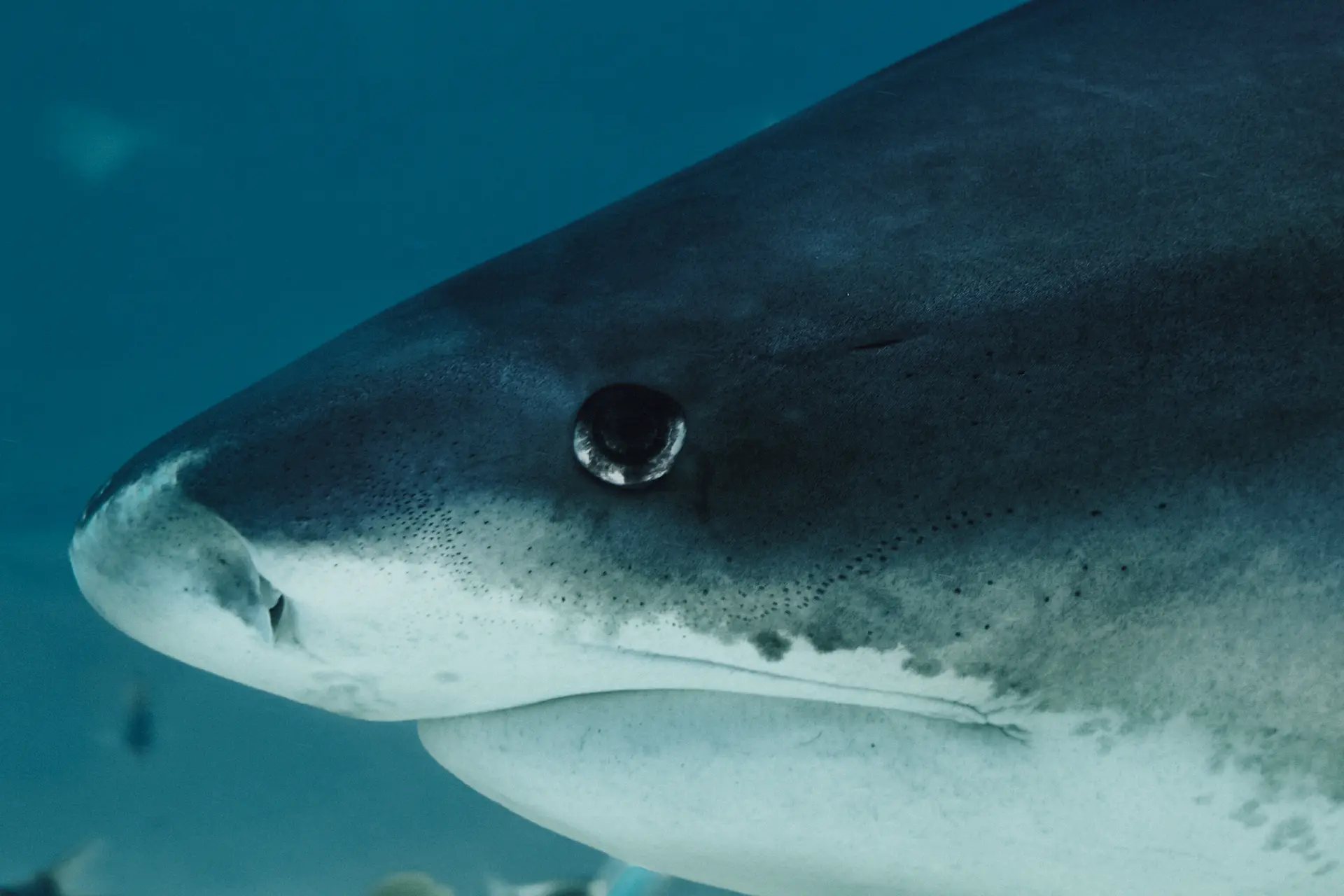 Tiger-Shark-by-Martina-Trepczyk