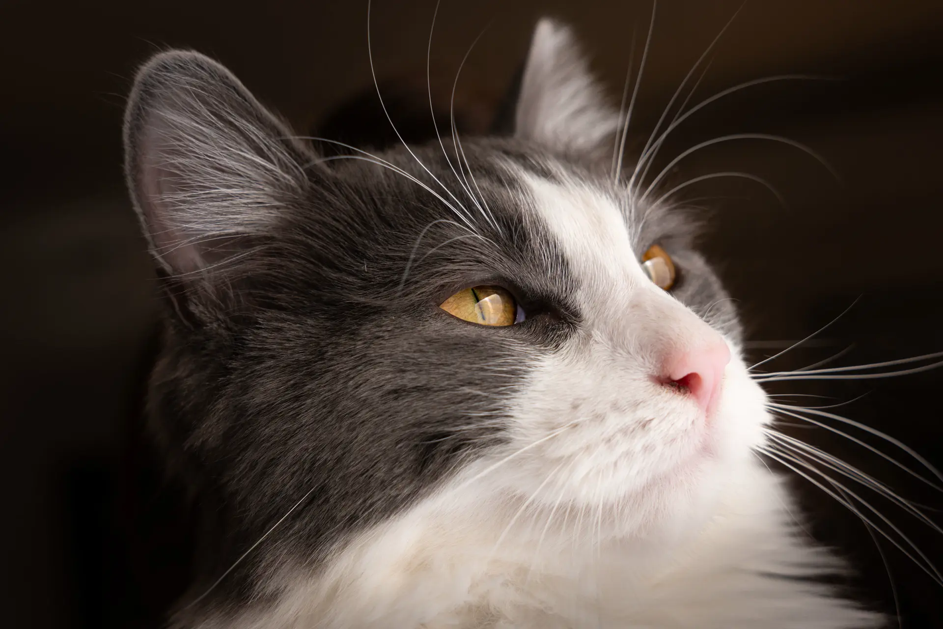 Close-up of a cat