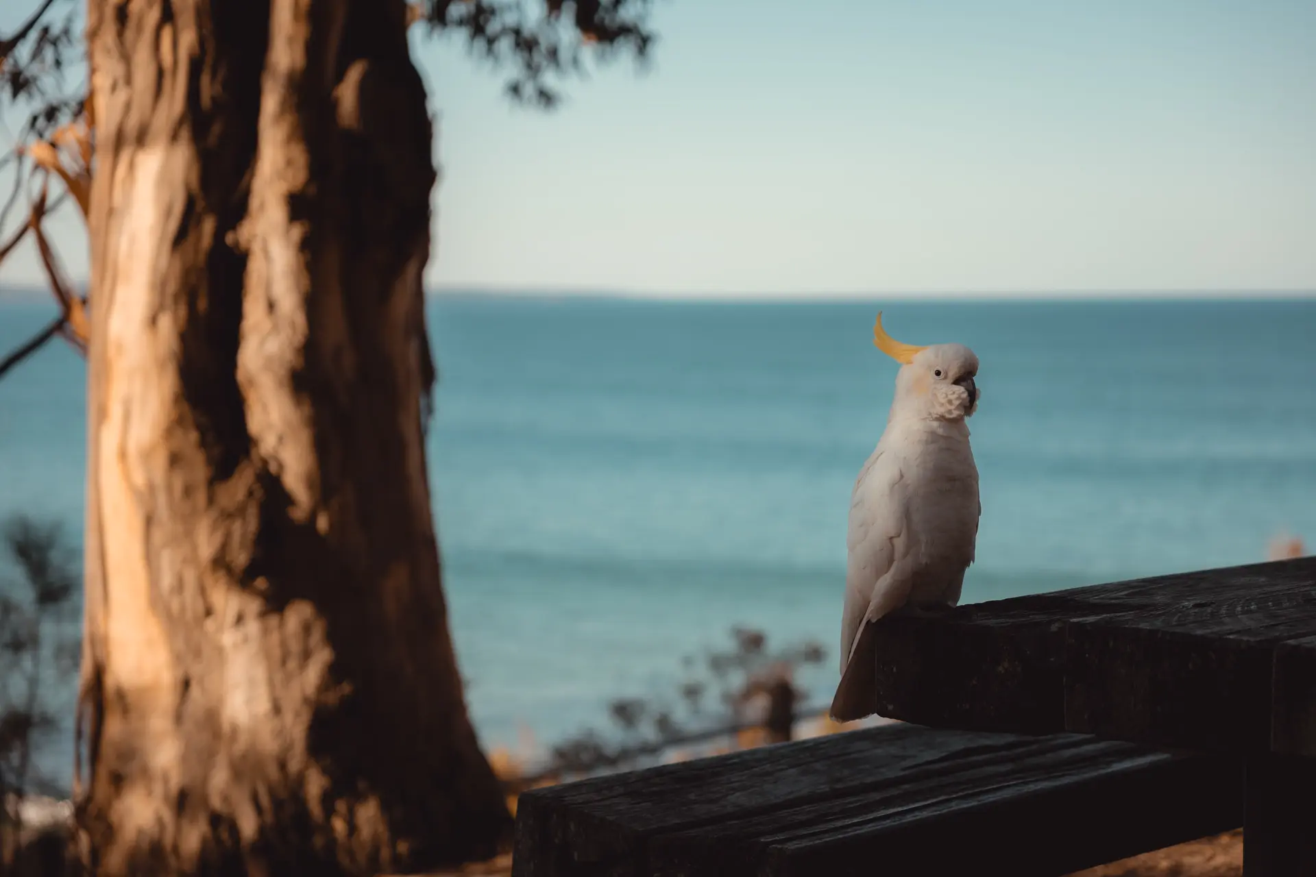 Cockatoo sits on a wooden bench