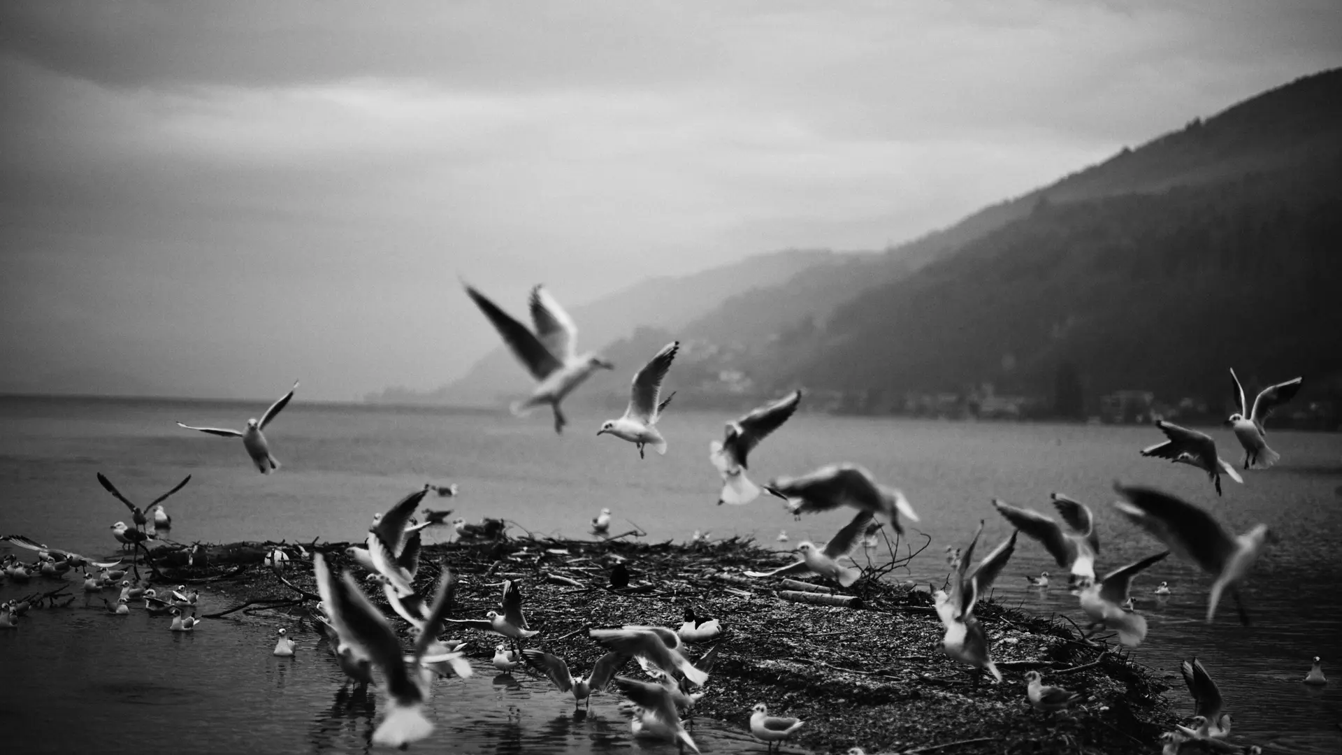 A picture of the so-called bird island on Lake Biel