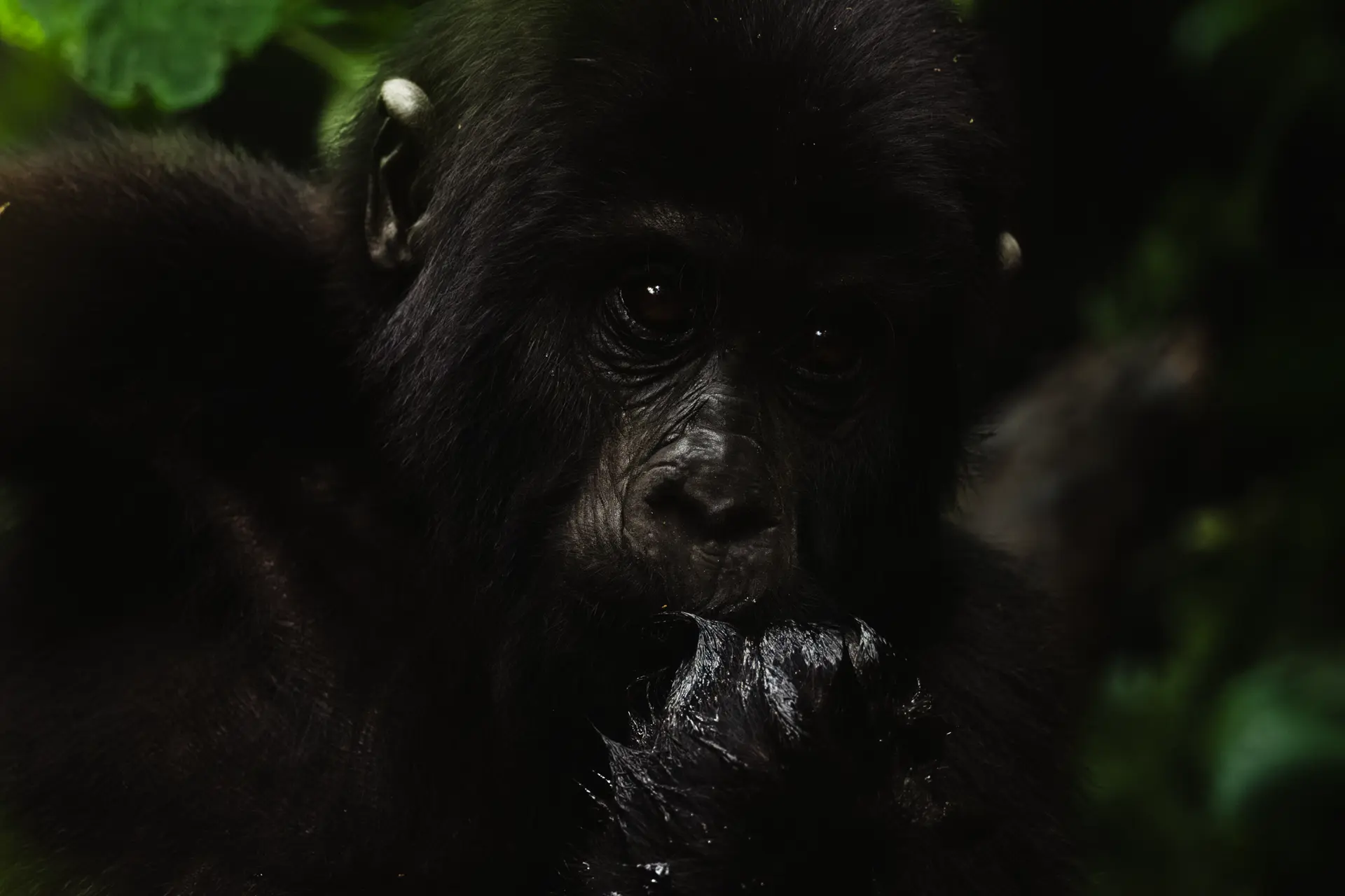 Gorilla-II-by-Martina-Trepczyk
