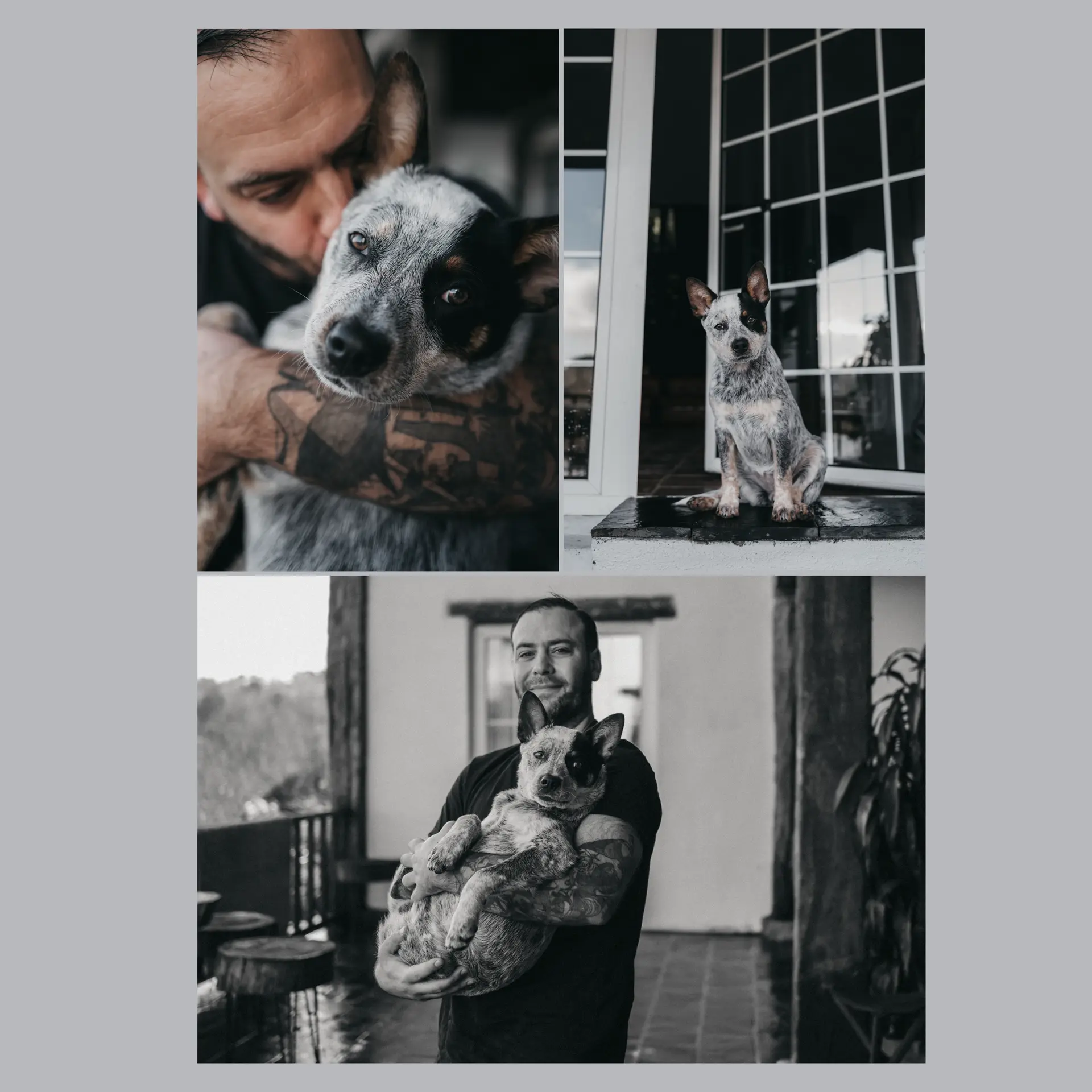 three pictures with a man and a dog