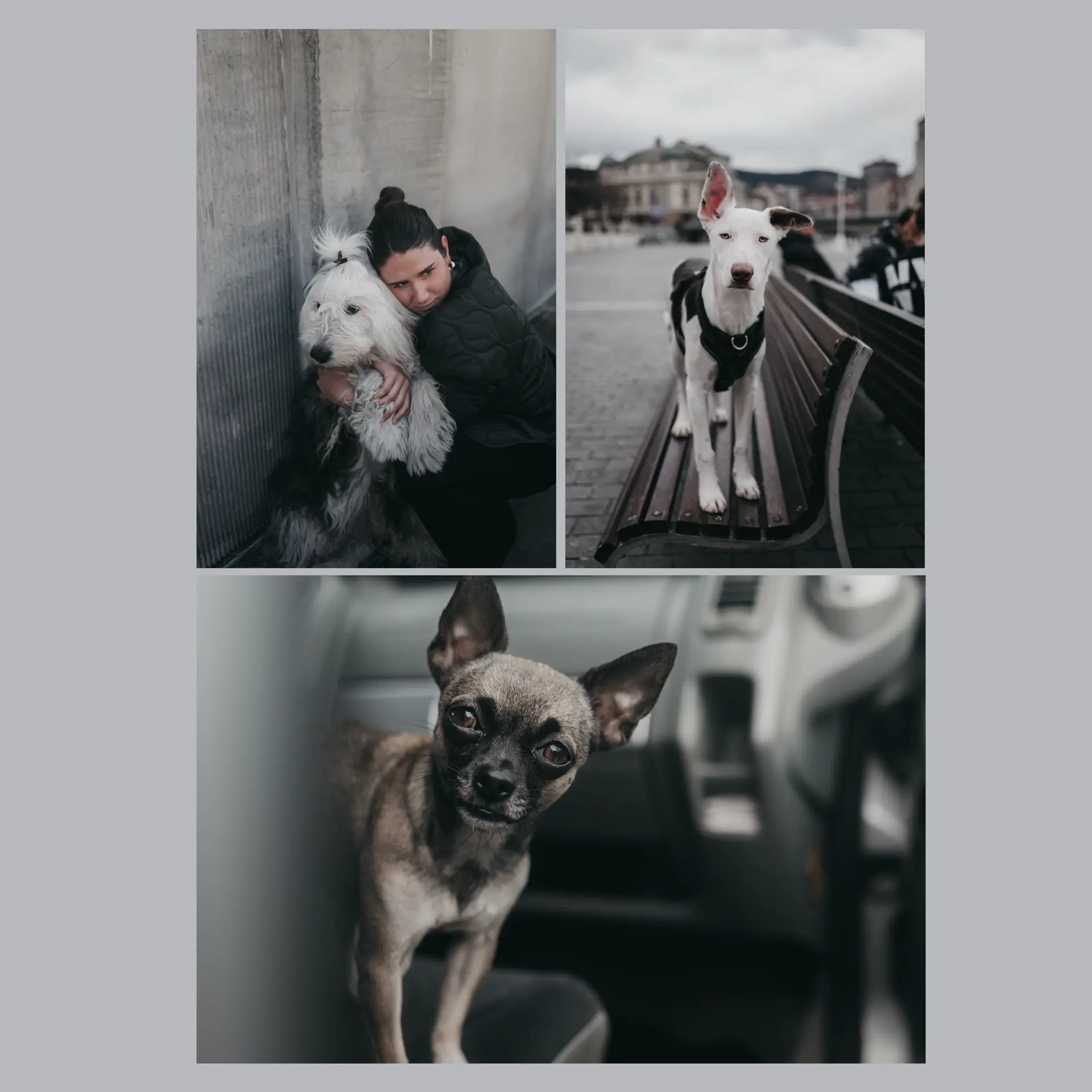 Three different dogs