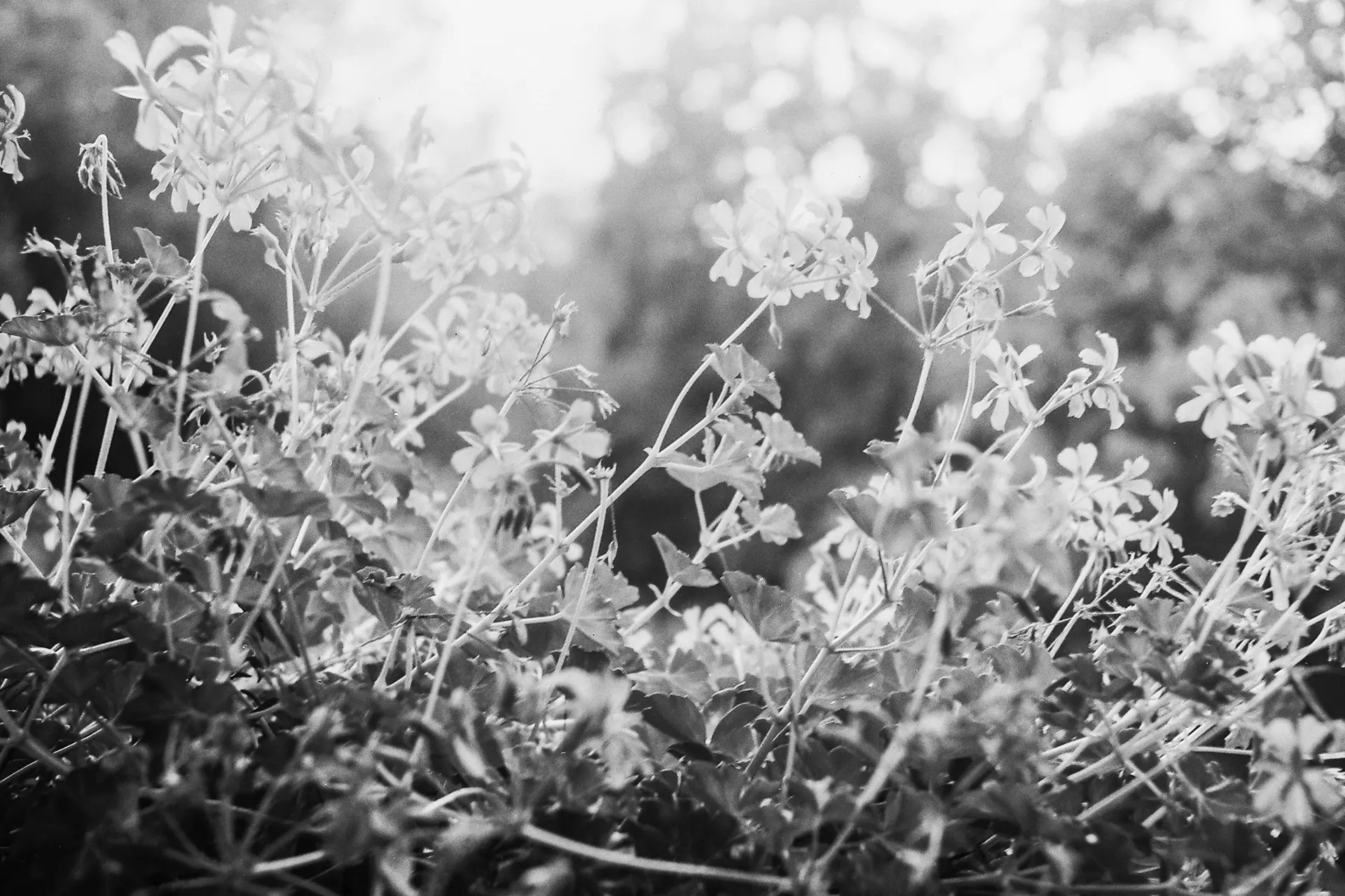 Flowers on the gras in black and white.