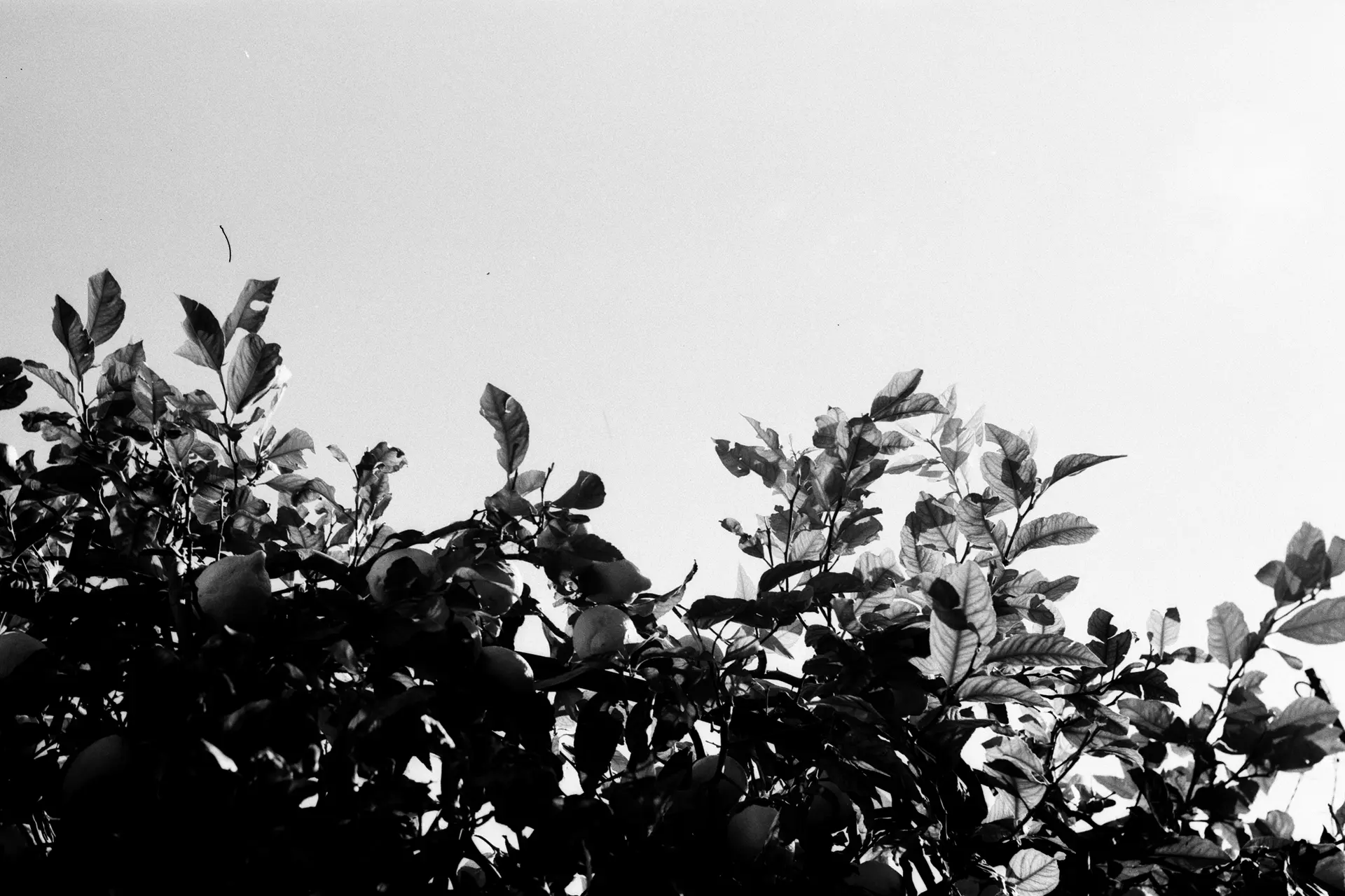 Tree photographed by below.
