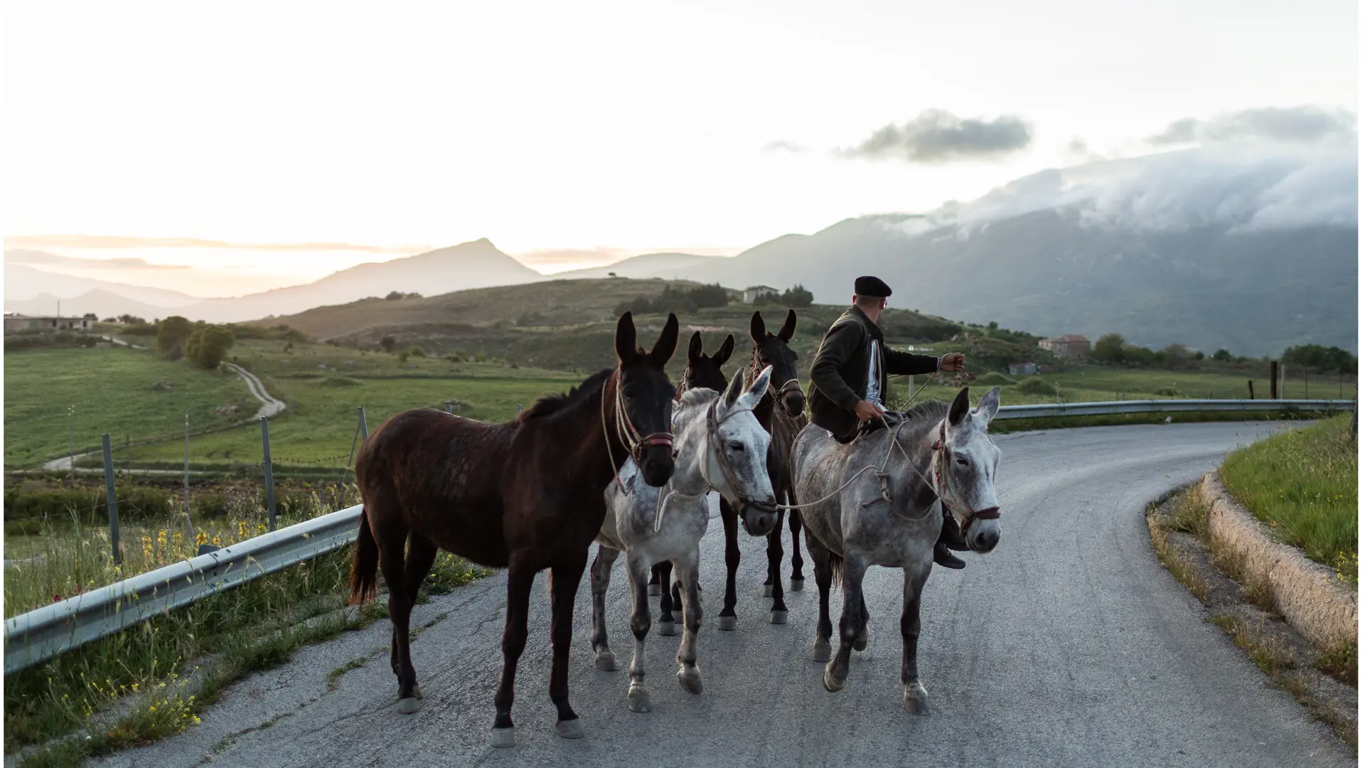 Five horses standing on the street.