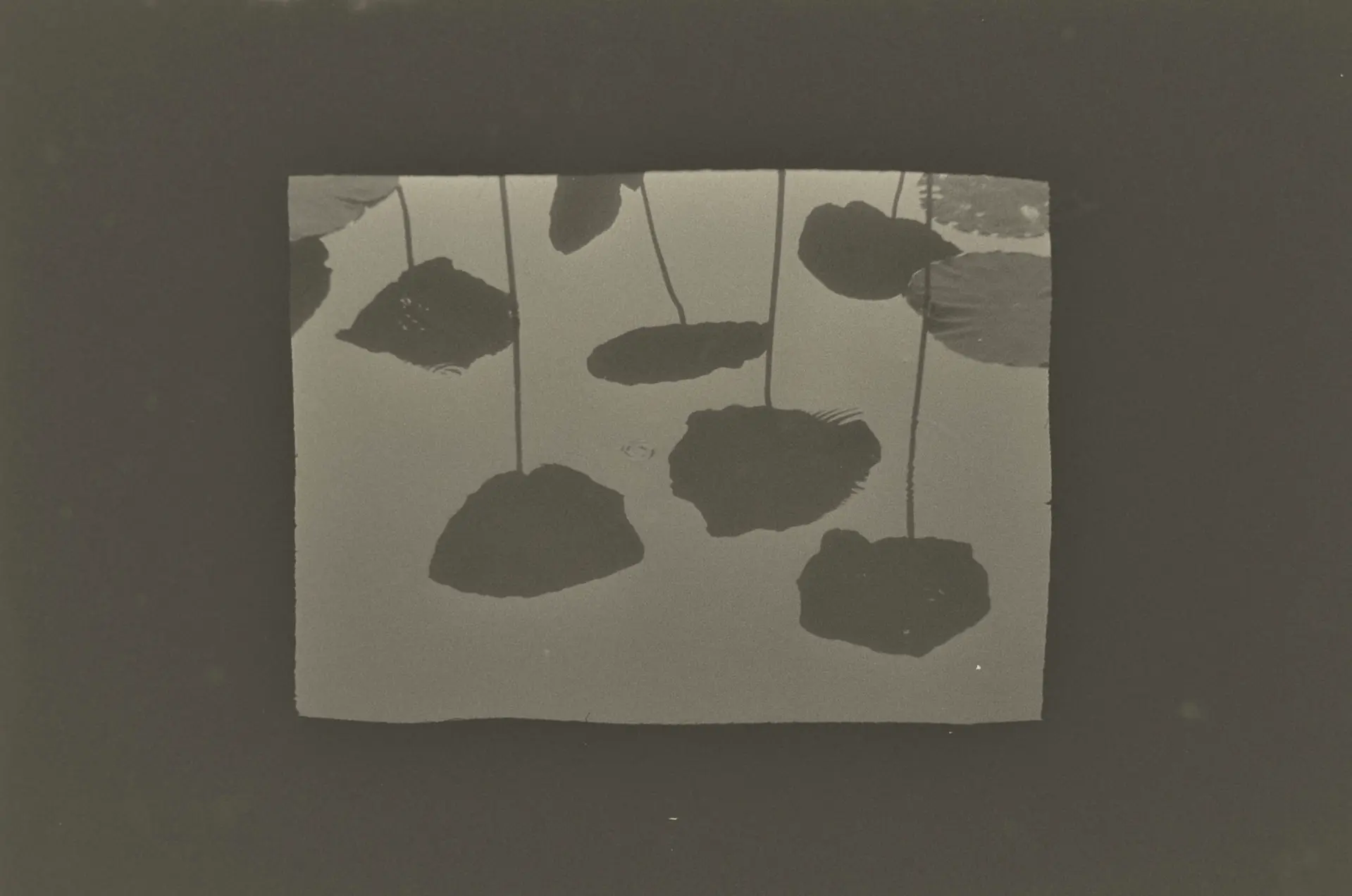 Shadow of flowers in the water
