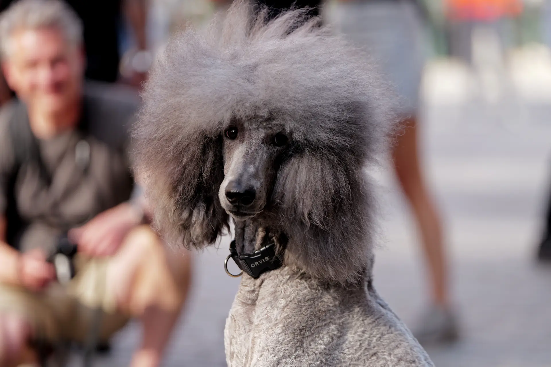 Poodle