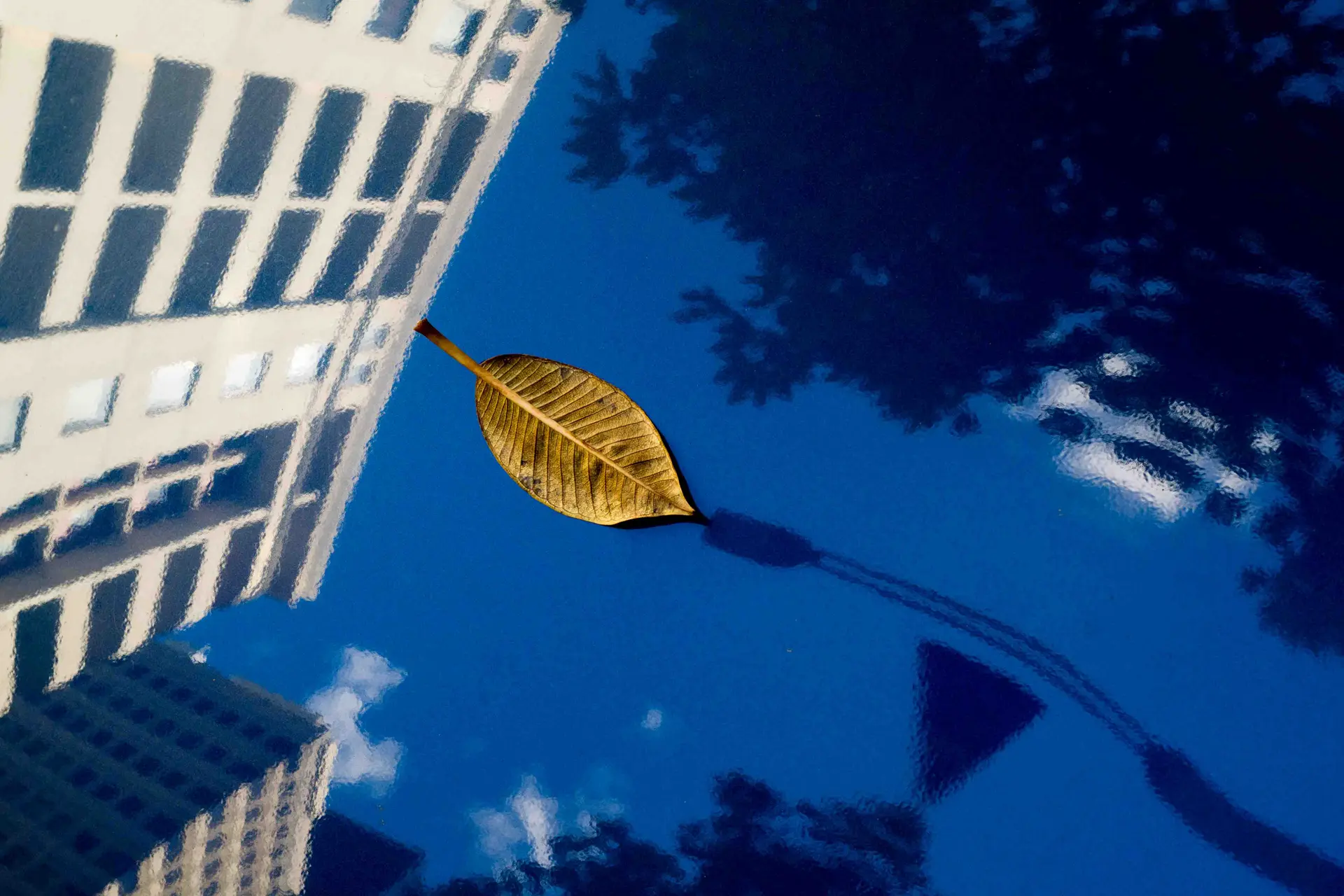 yellow leaf on a blue background