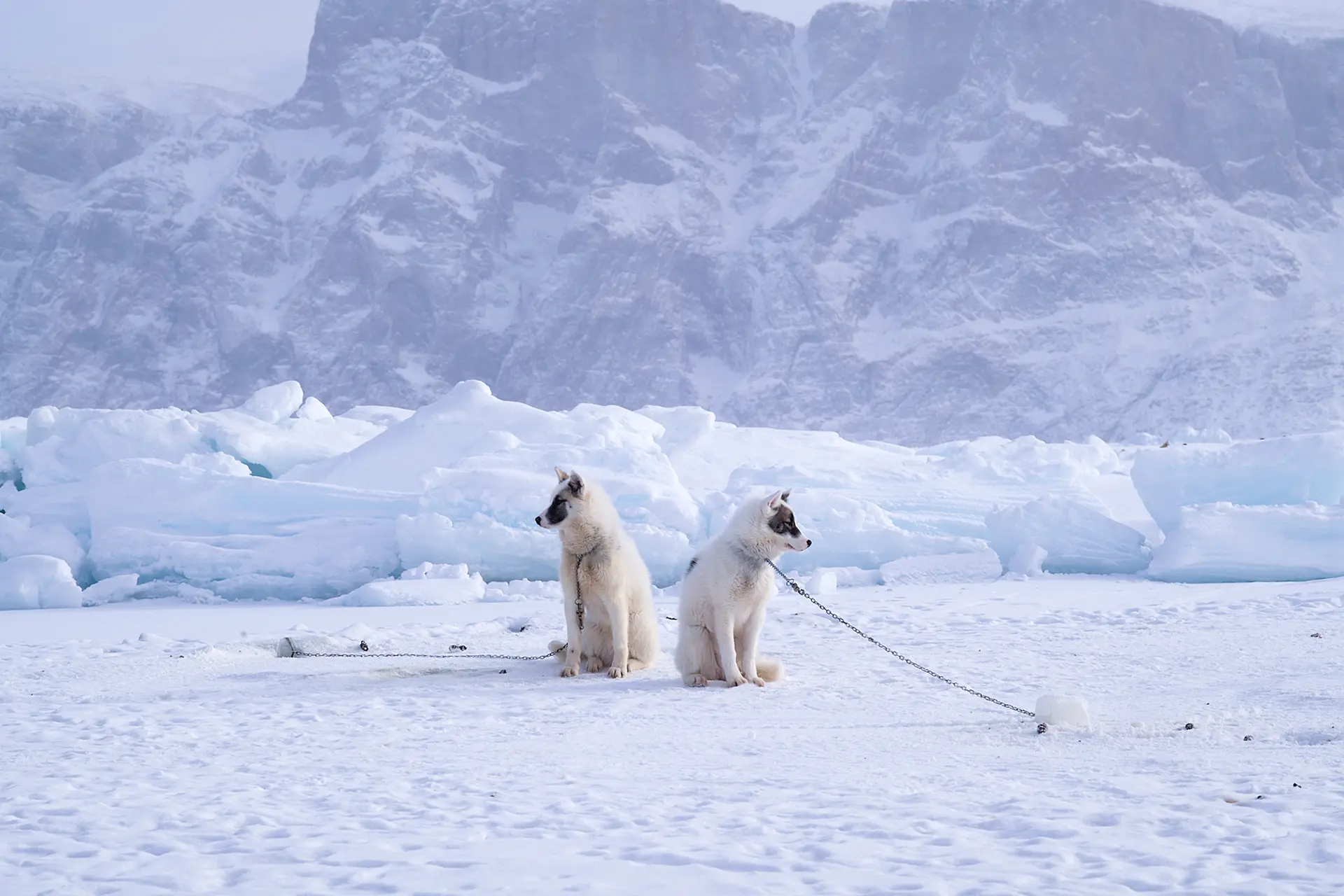2 huskies in the Antarctic