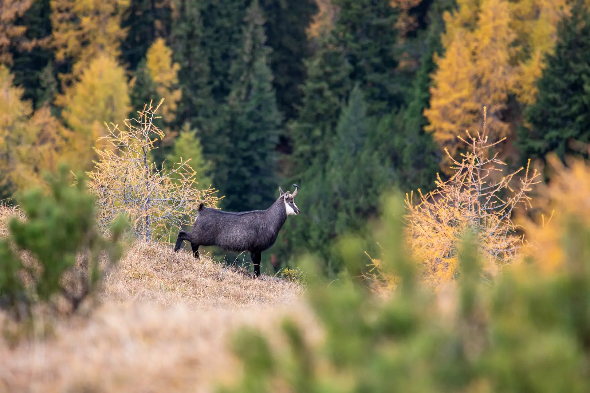 Chamois in the mountains