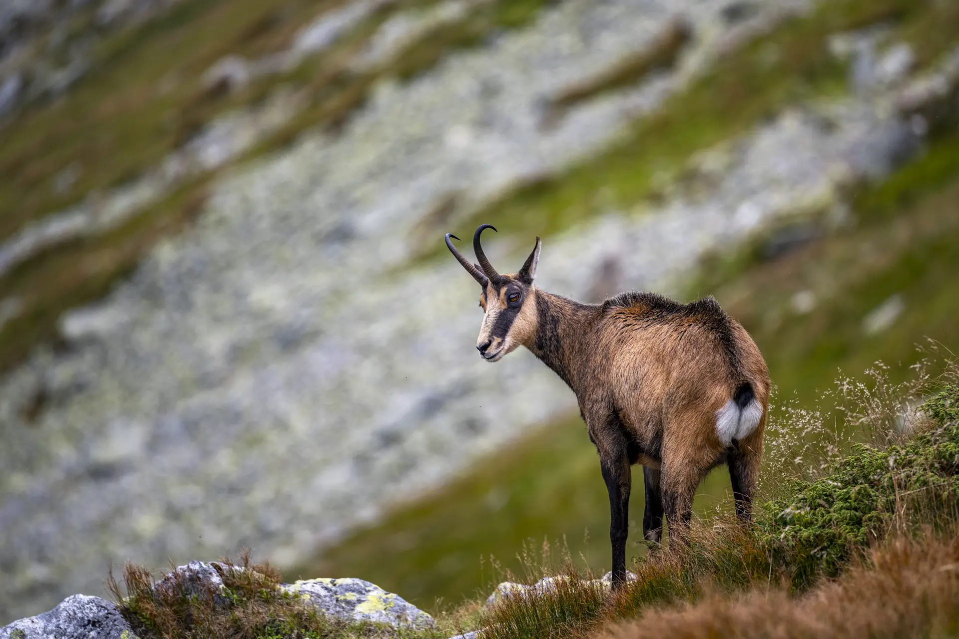 Chamois in the mountains