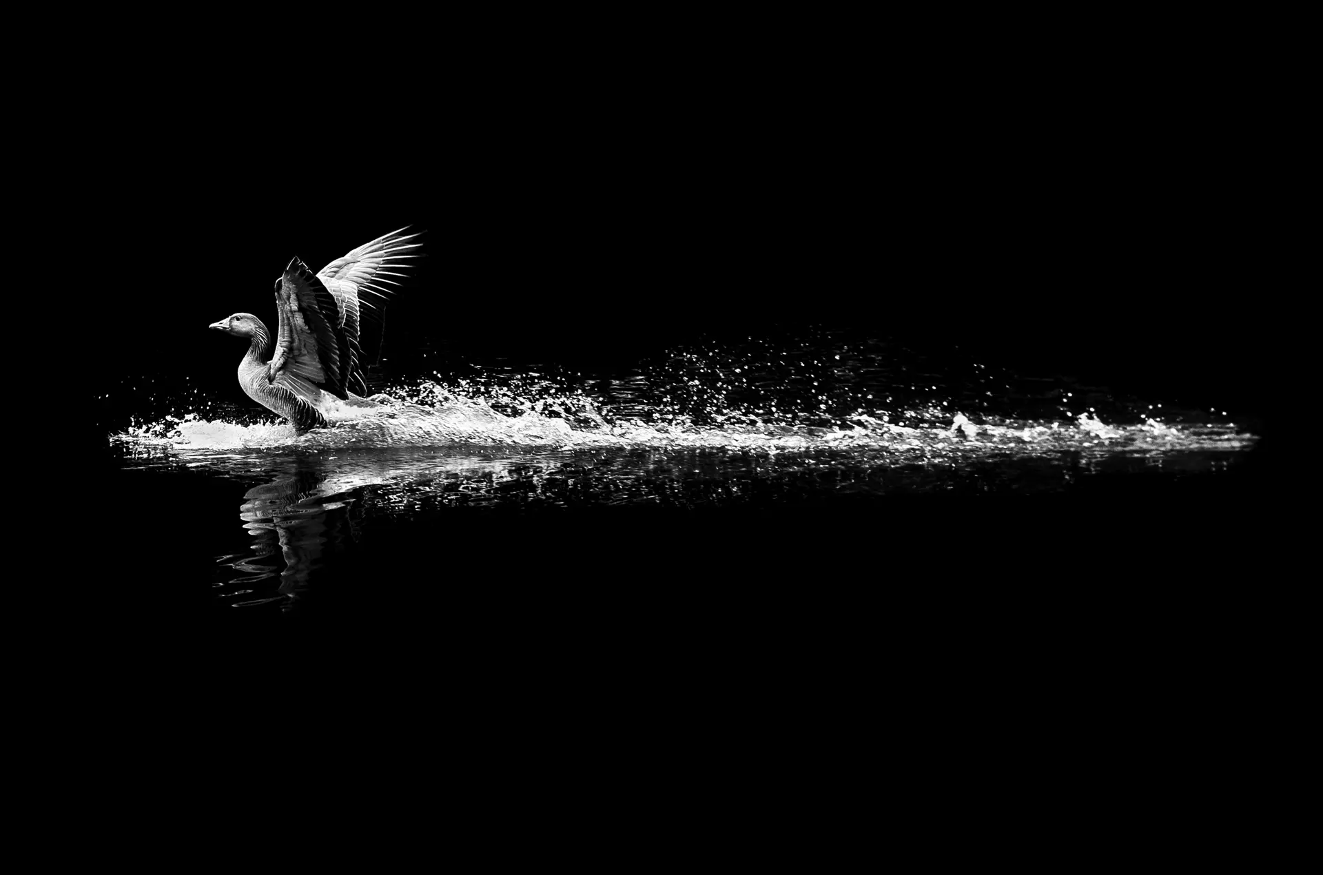 Leica_Gallery_Omotesando-Alan Schaller