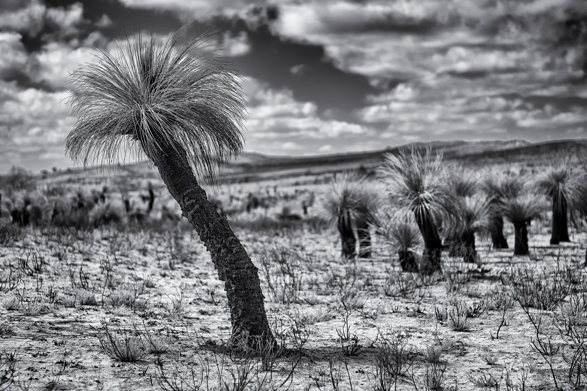 Palm trees in a desert