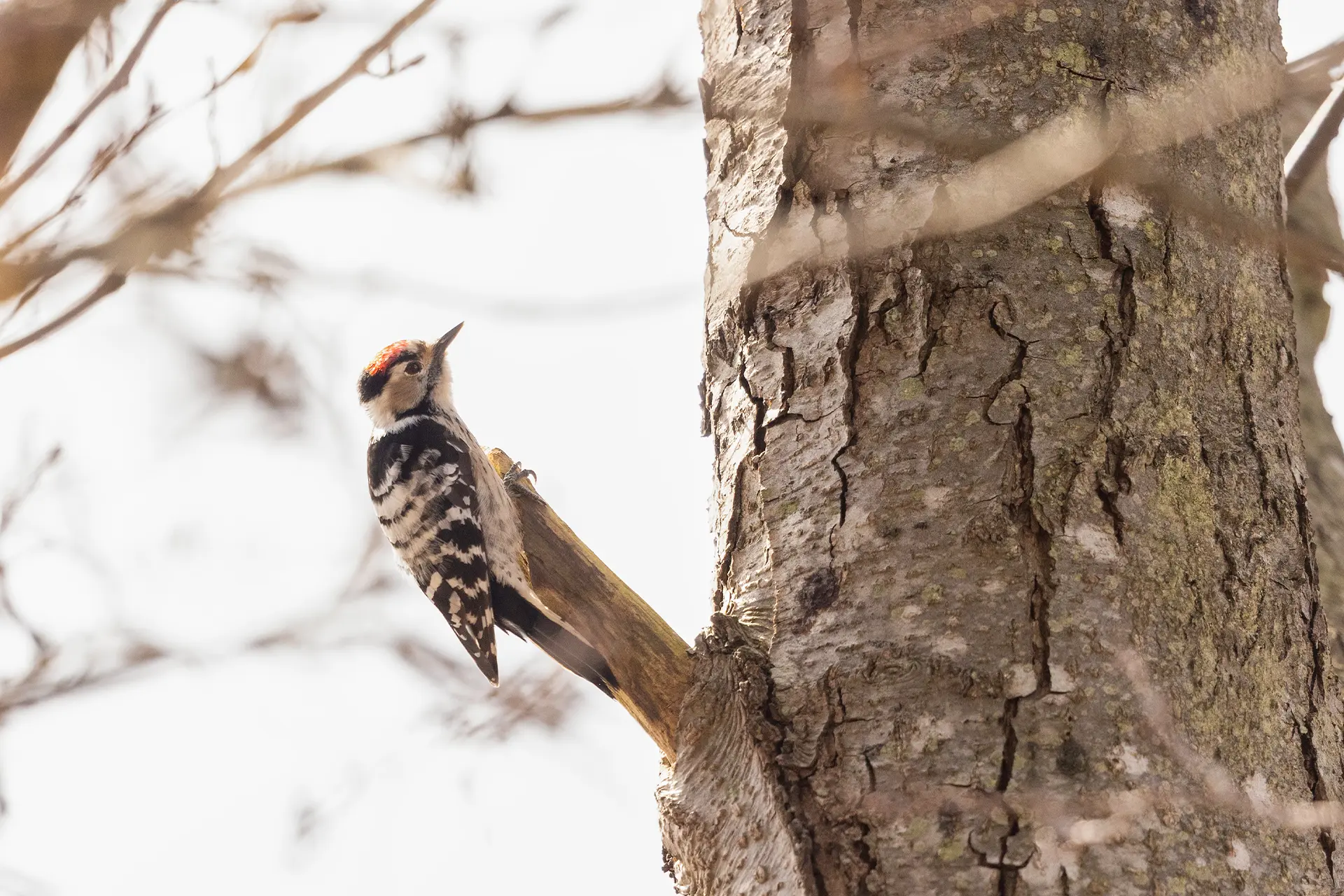 Close-up of a lesser spotted woodpecker perched on the side of a tree trunk.