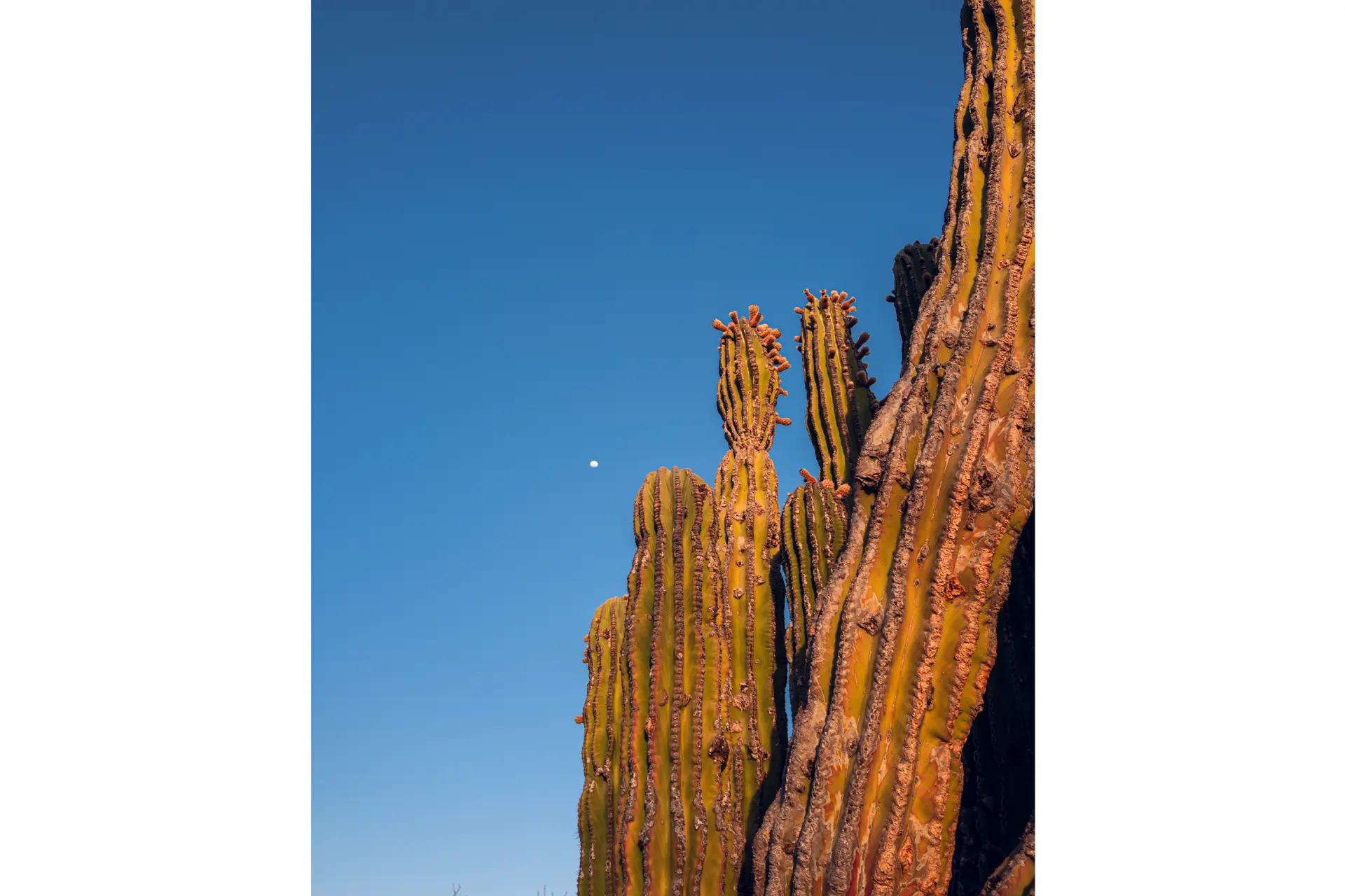 Close-up of large cacti against a blue sky