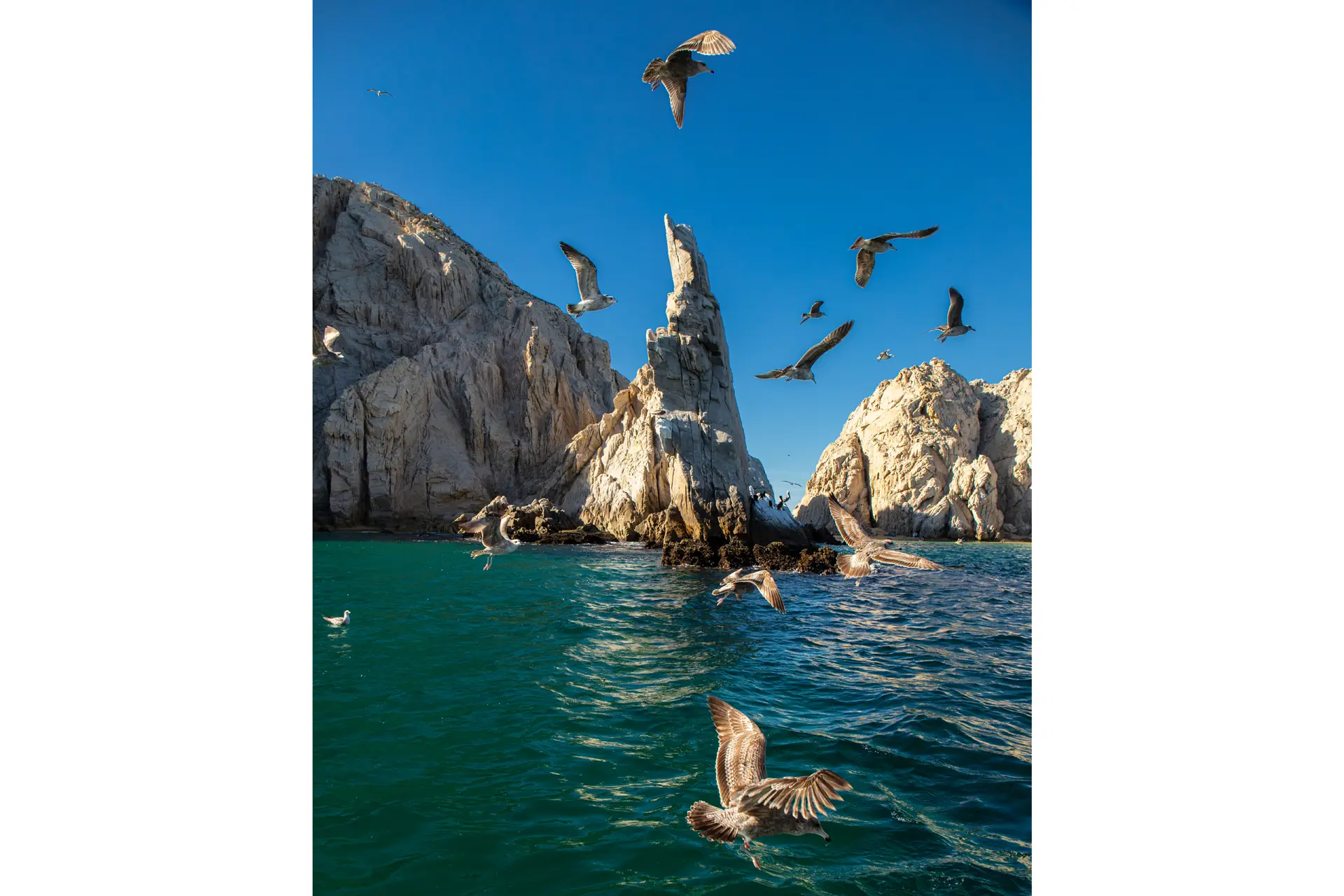 Birds flying over the sea with rocks in the background
