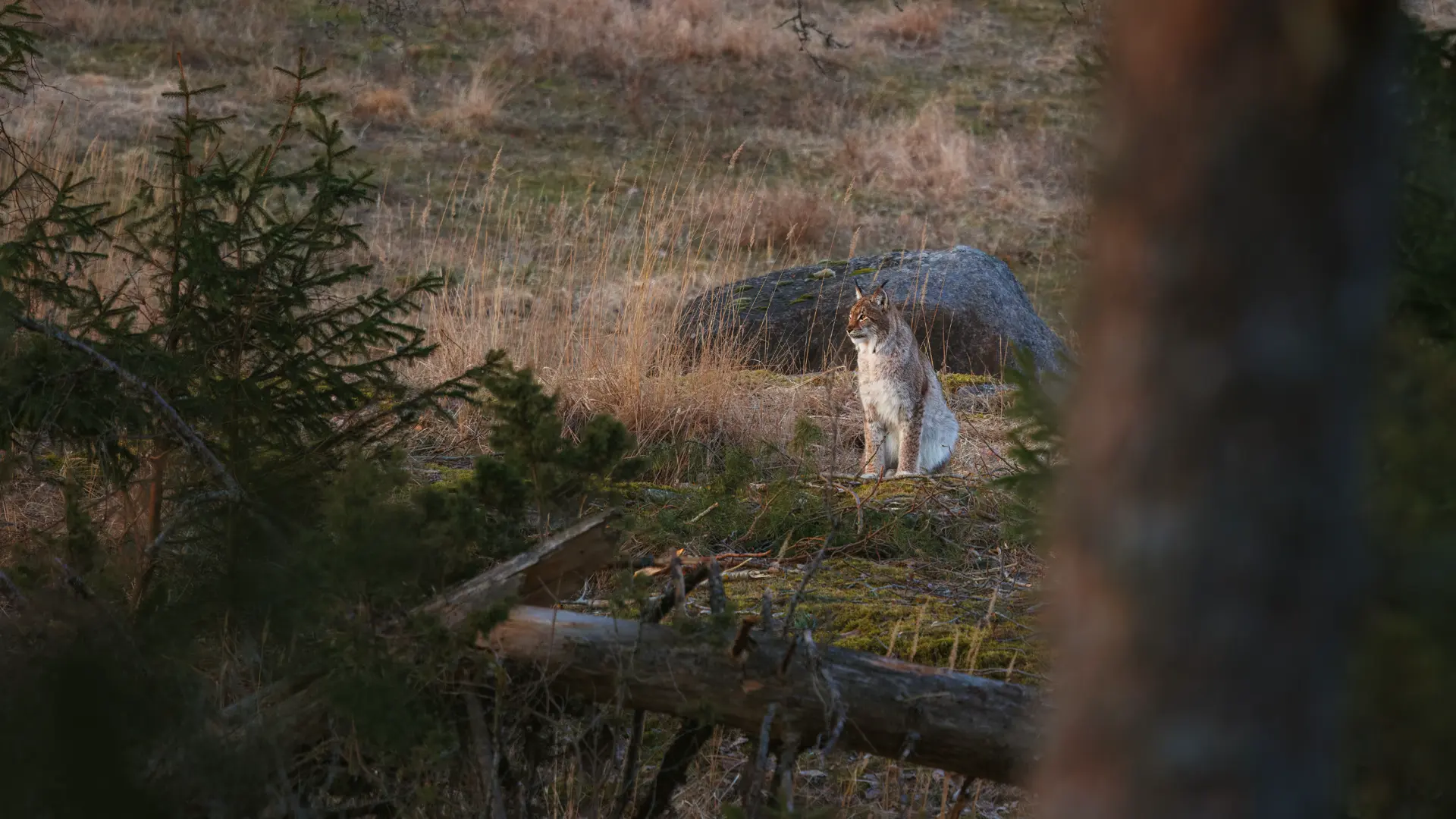 Eurasian-Lynx-in-Woodland