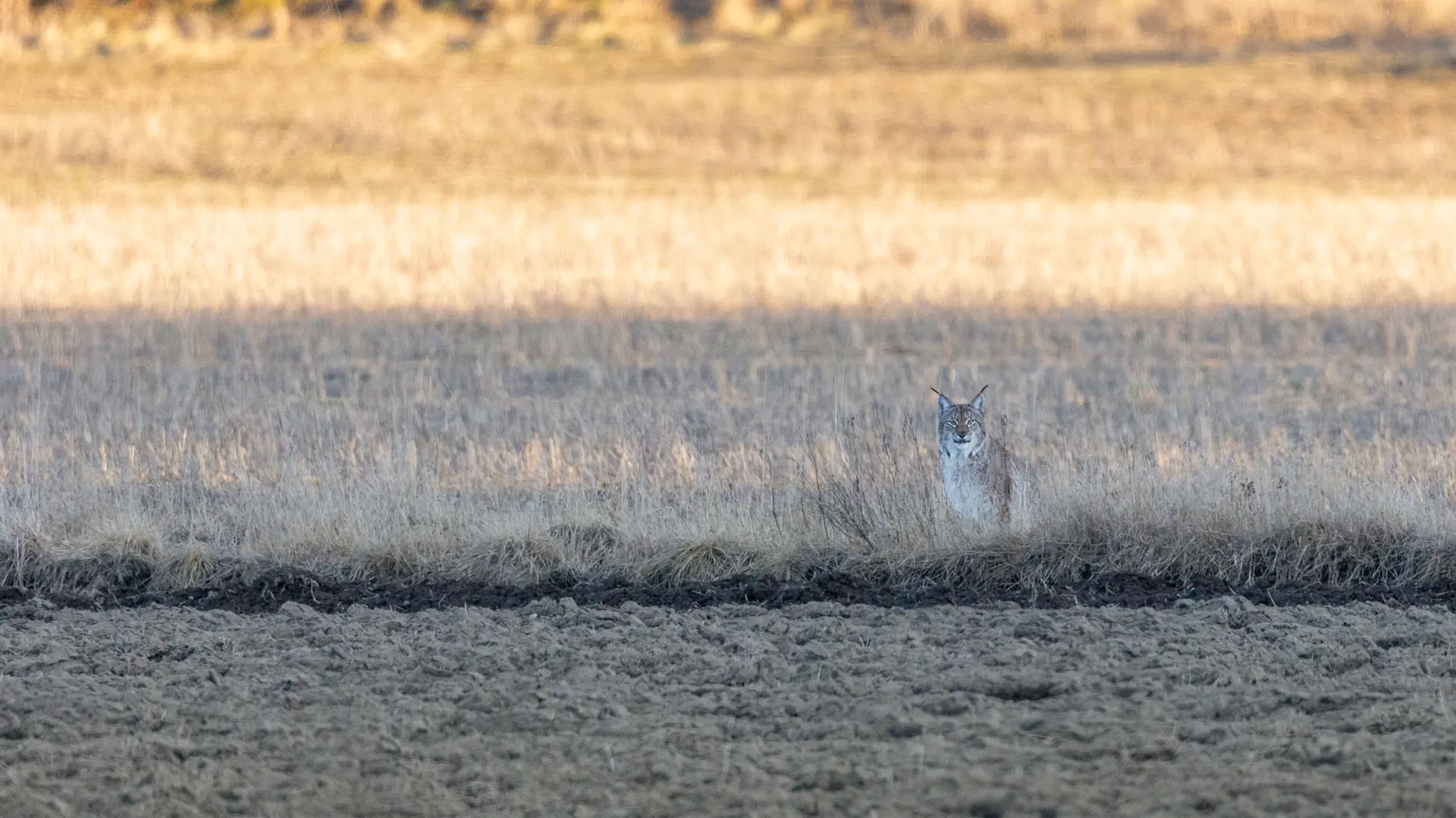Eurasian-Lynx