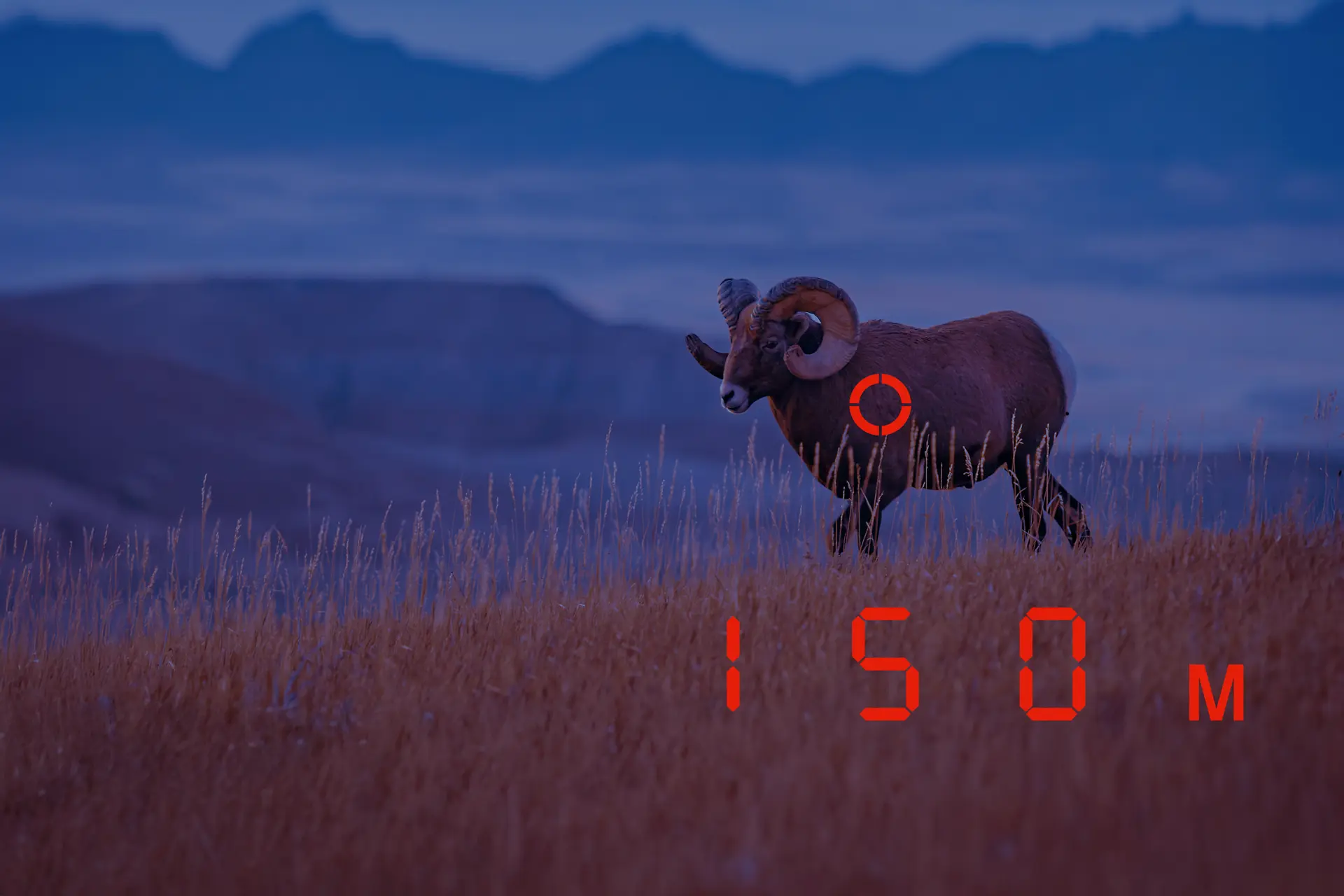 Bighorn sheep and range distance