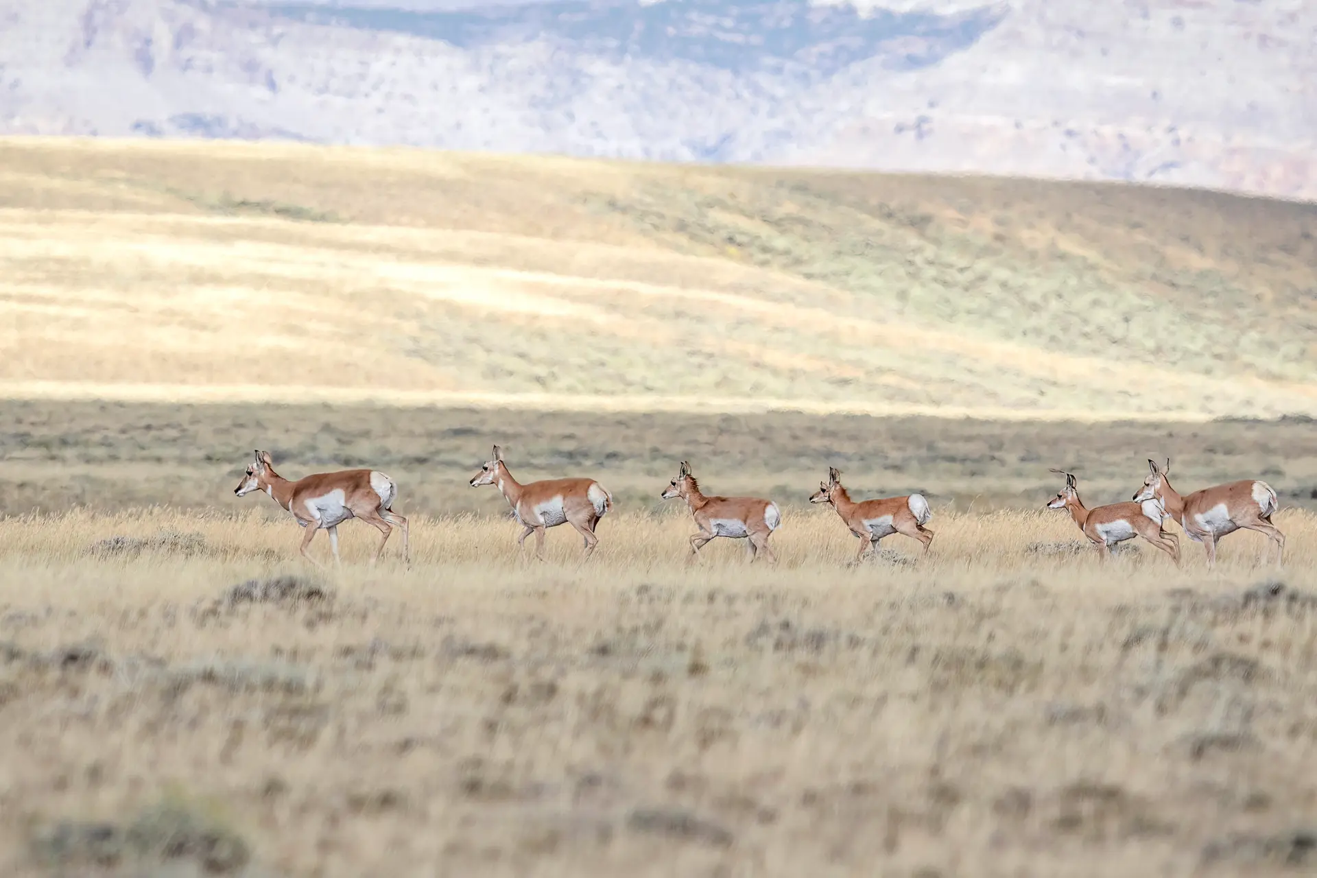 A group of female prong horns
