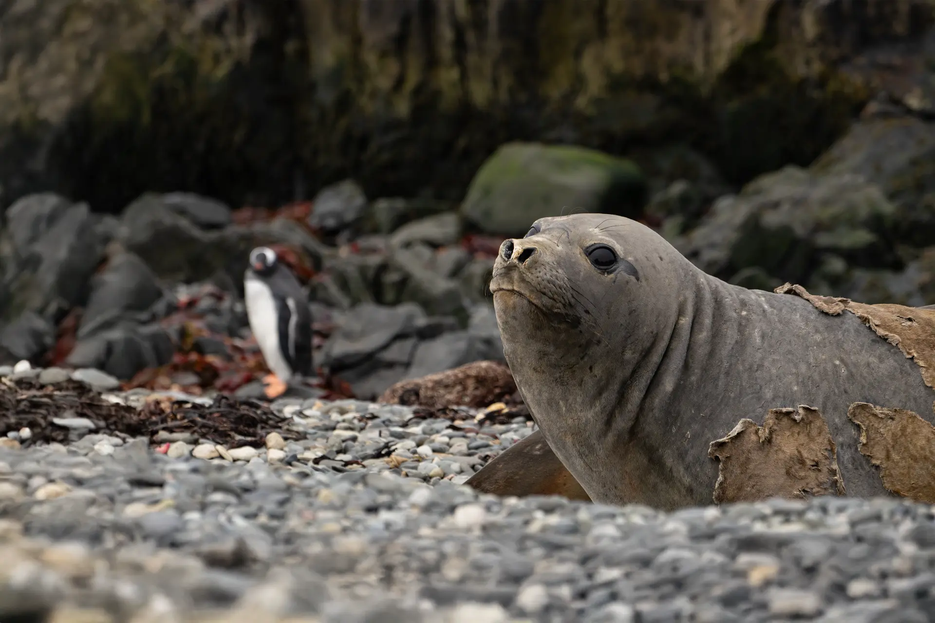 Wildlife in the antarctica