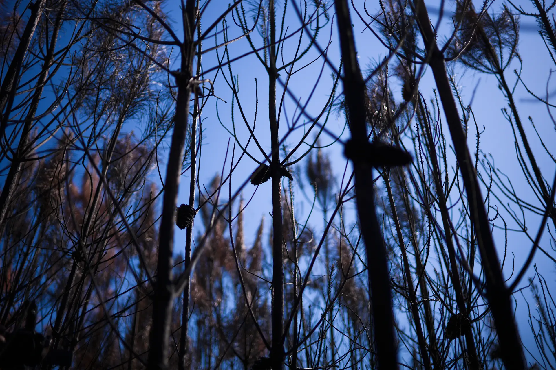 Burned trees in Portugal