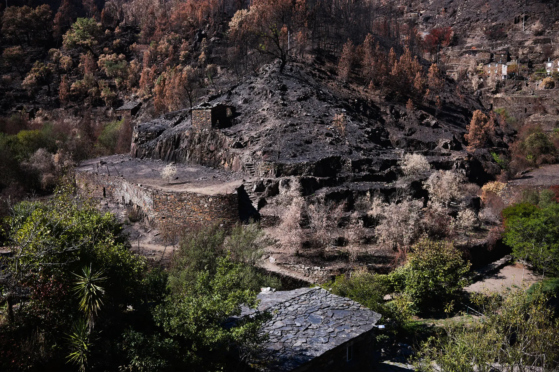 Landscape in Portuguese Forest