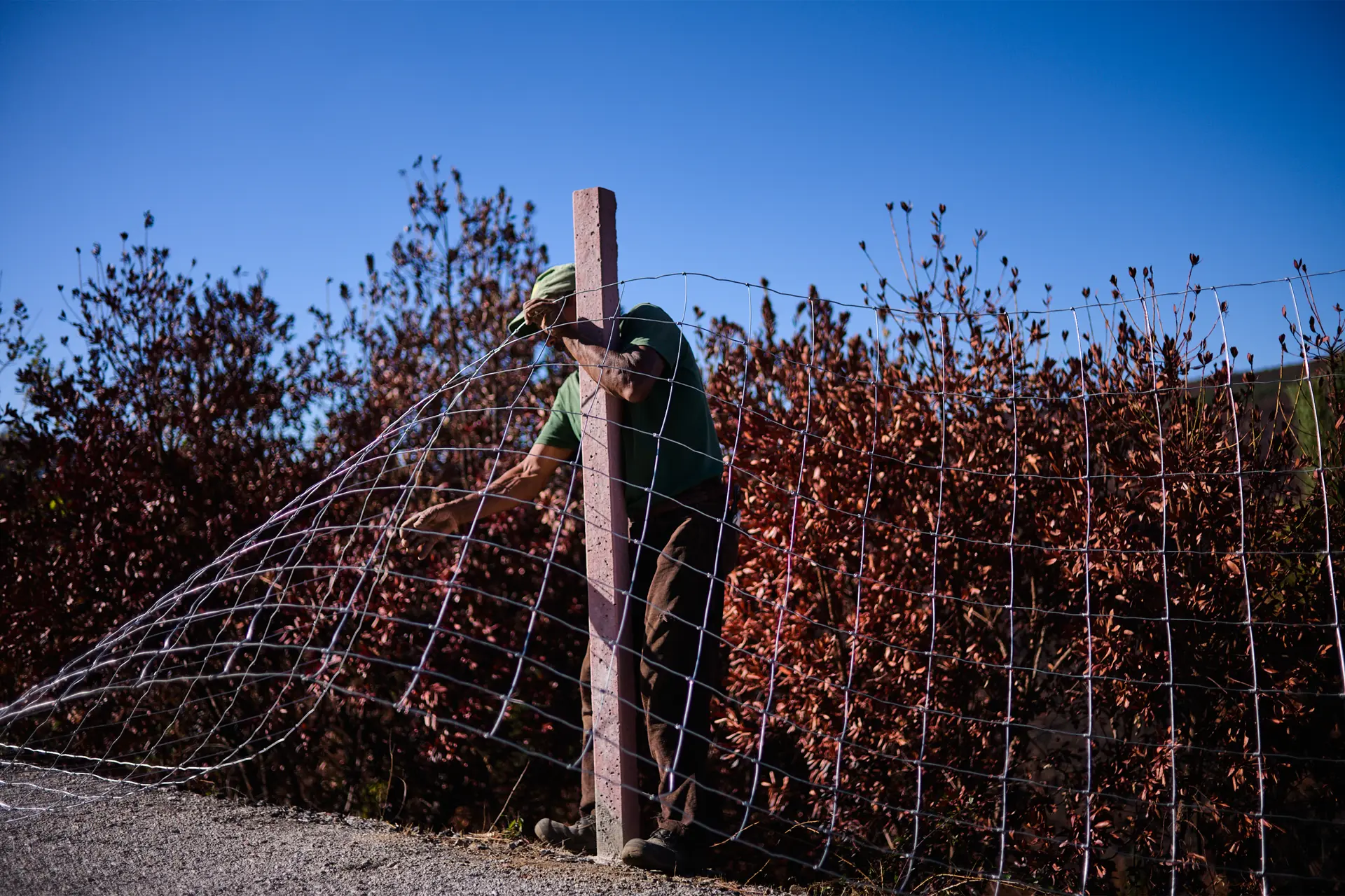 Landscape burned in Portuguese Forest