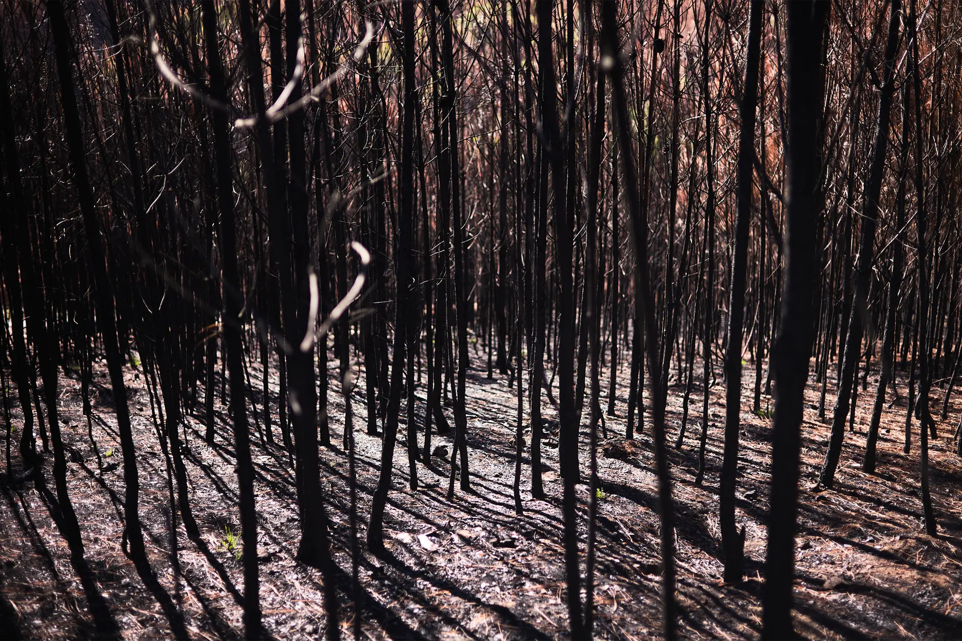 Portuguese Forest Burned