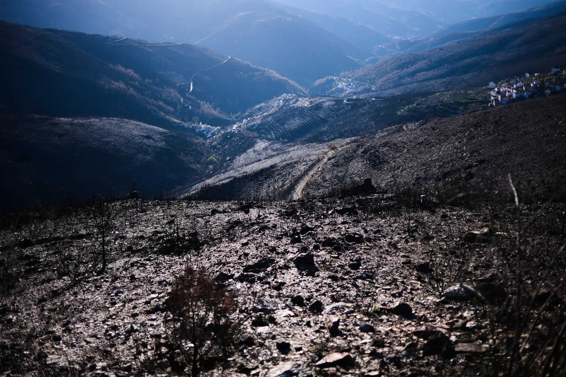 Portuguese Forest burned landscape