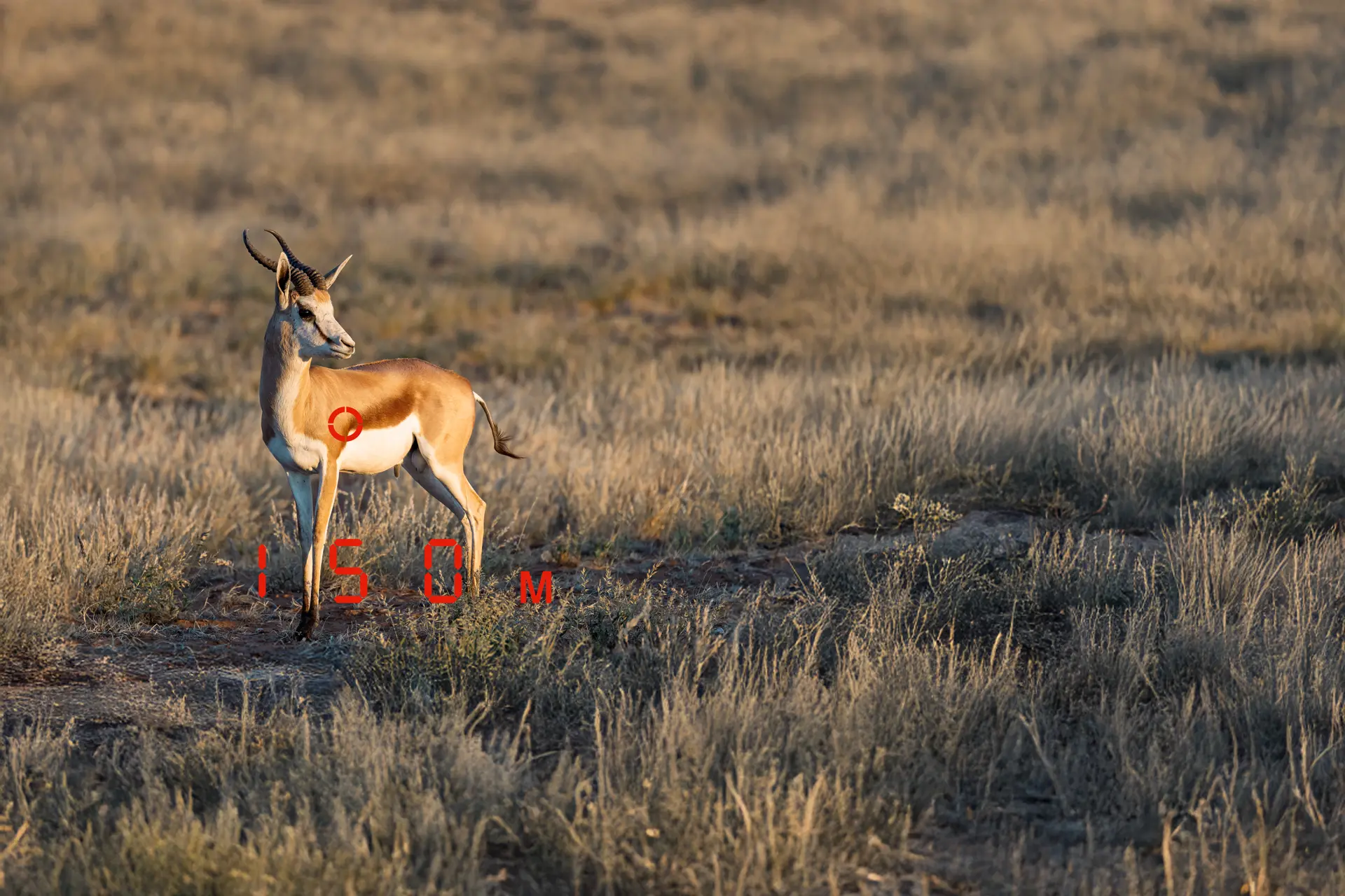 Spring buck with measured distance