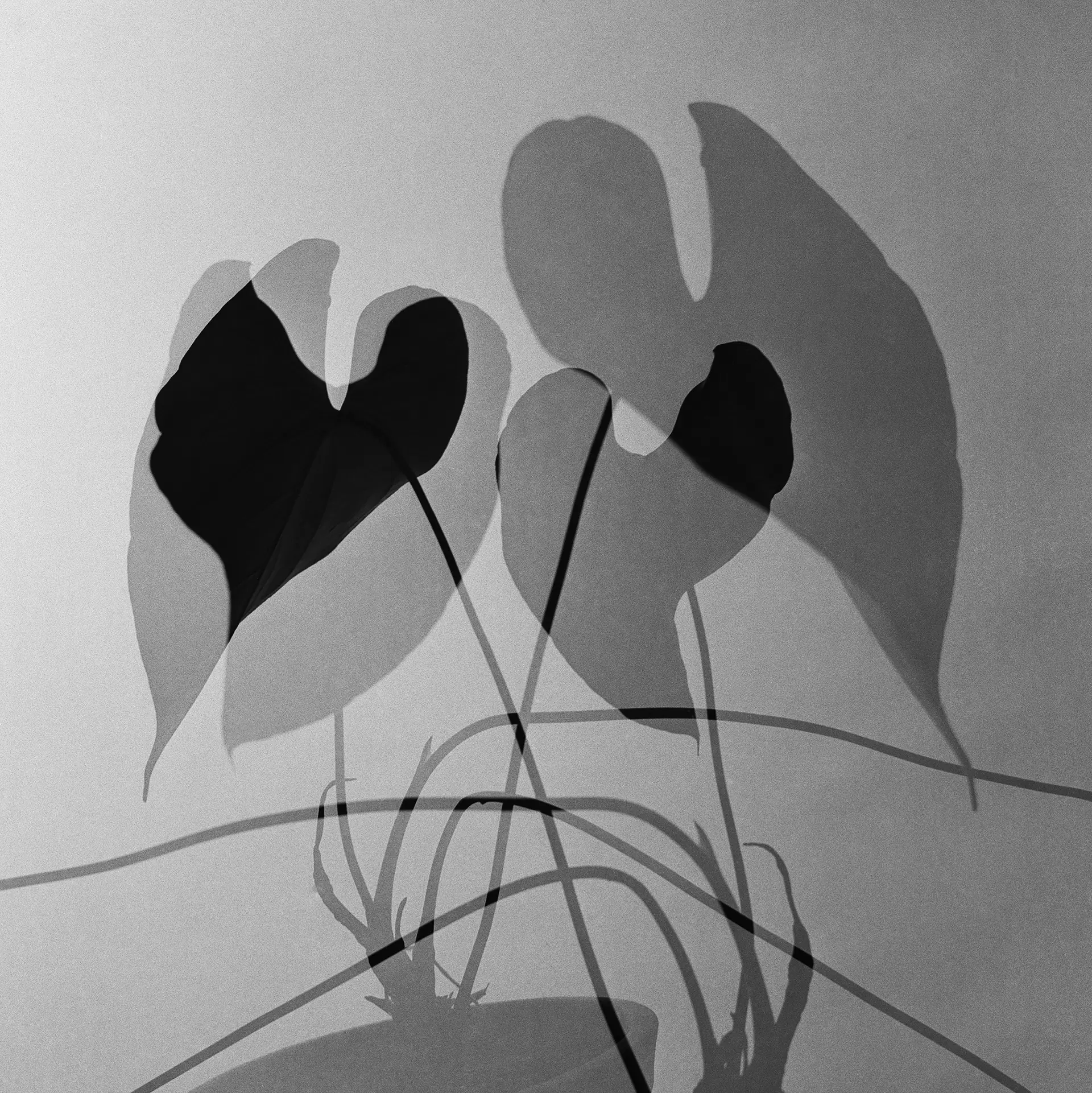 Abstract black and white photograph of a plant