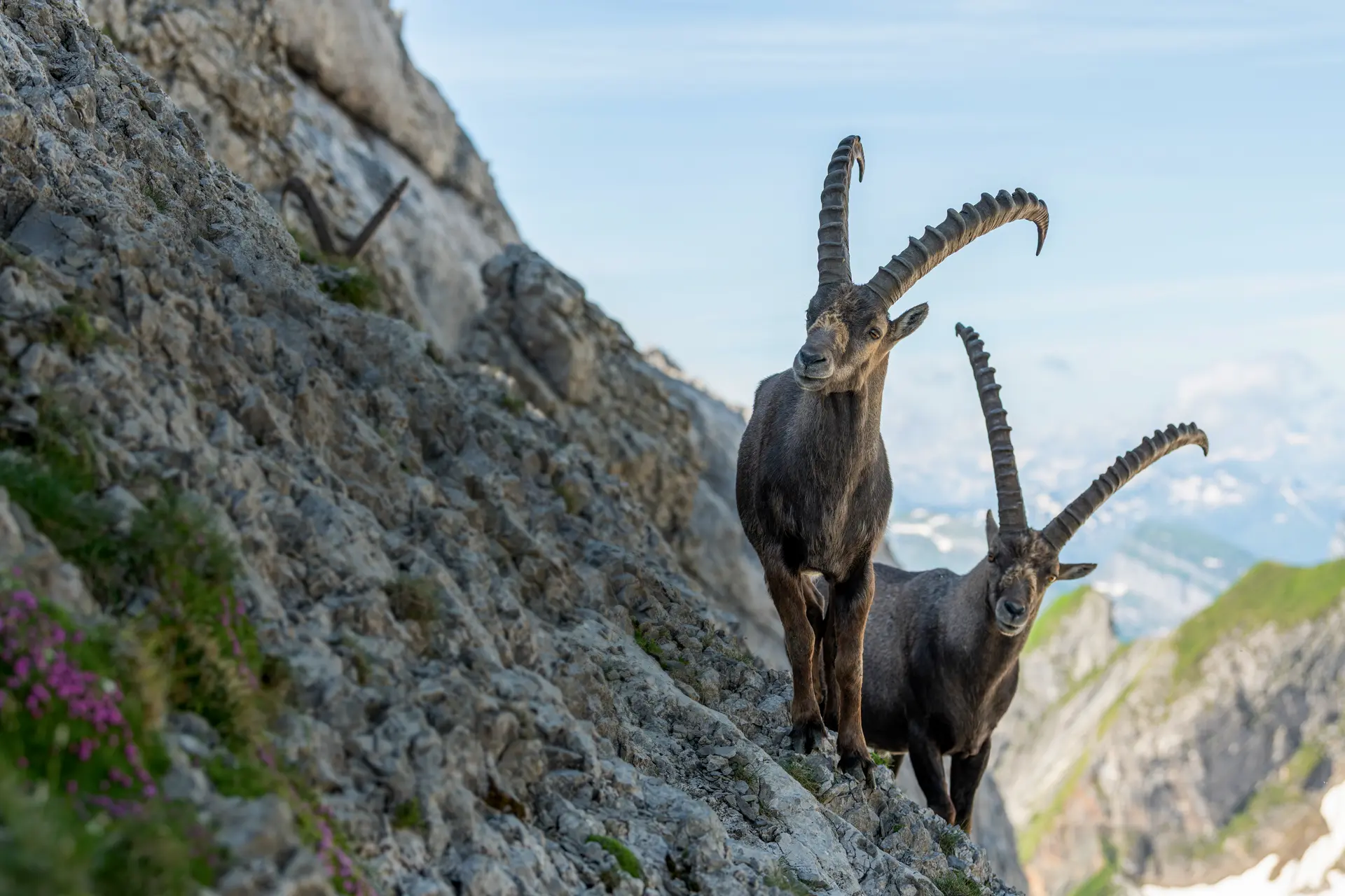 Two ibex in the mountains