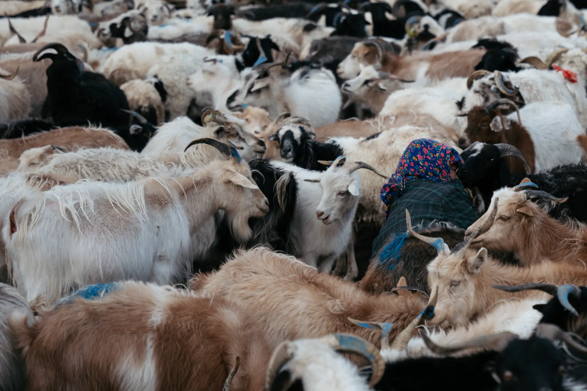 Levin Mundinger Select 13