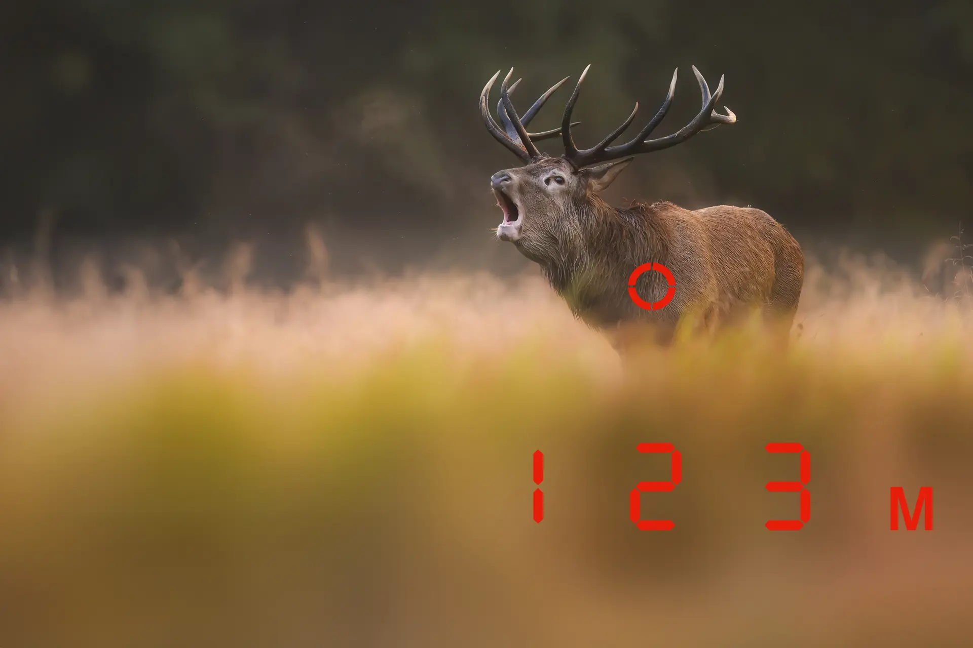 Stag with measured distance