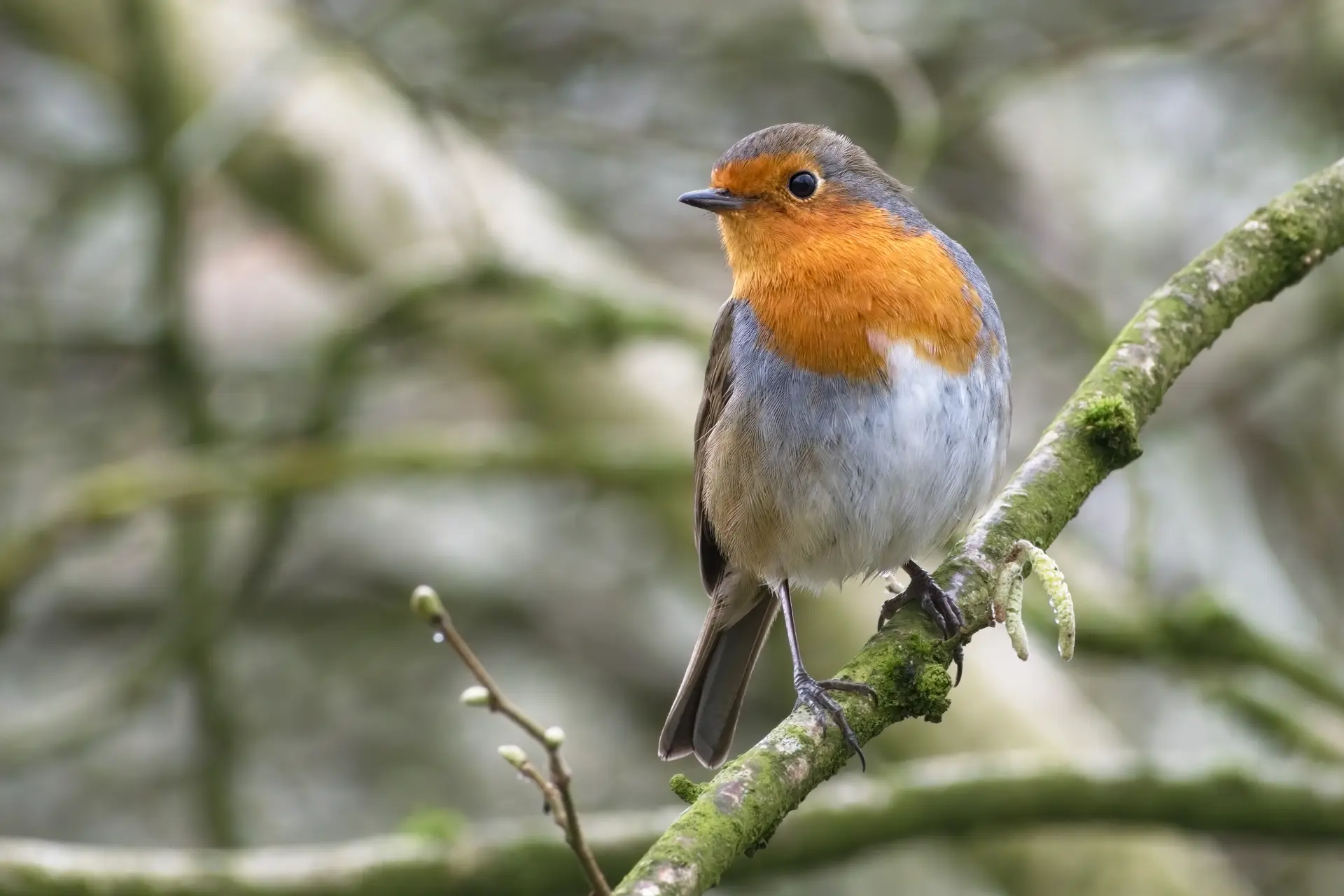 Robin sitting on a tree