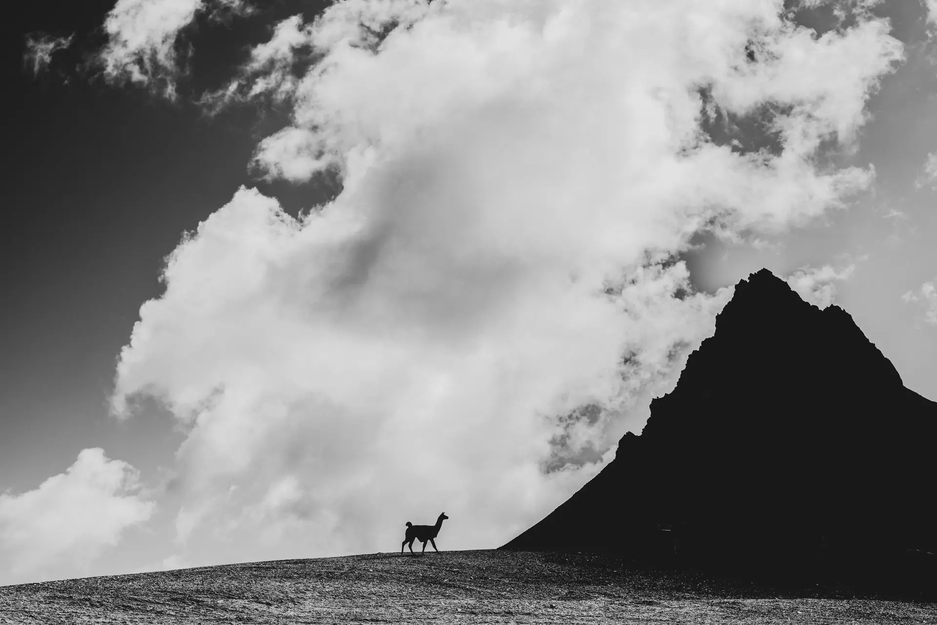 Peruvian landscape with a llama
