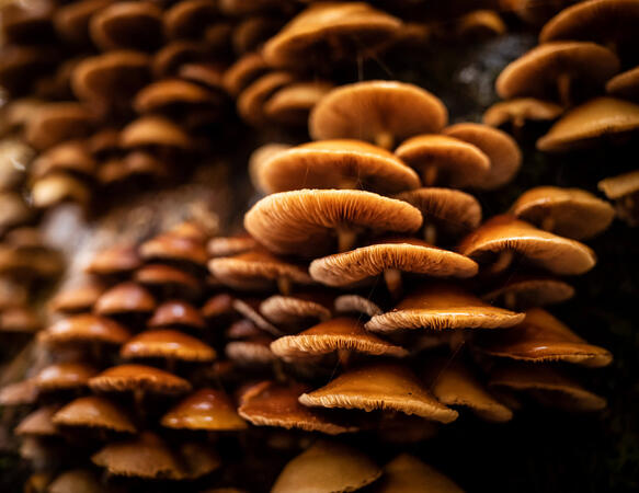 11699_APO35-PoP-Bokeh.jpg