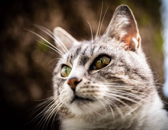 11699_APO35-PoP-CloseFocus.jpg