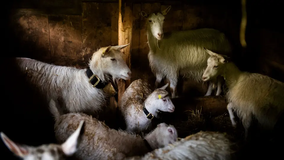 Dominic Nahr - Goats