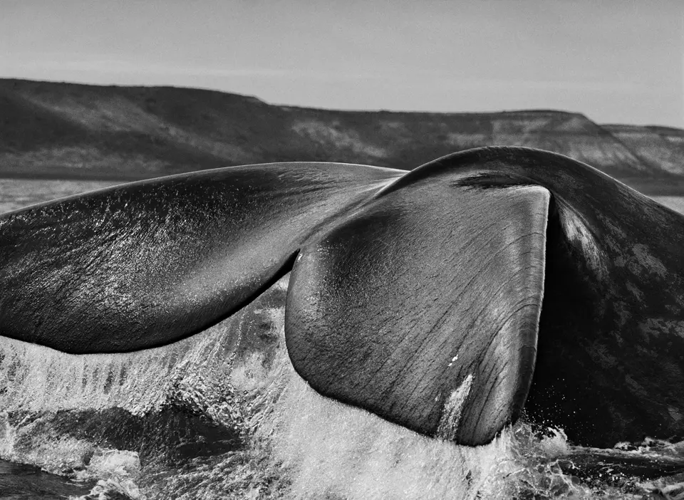Whitetail Salgado 