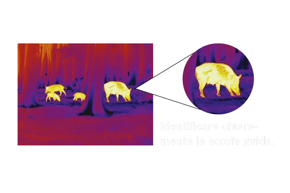 Identificare chiaramente le scrofe guida