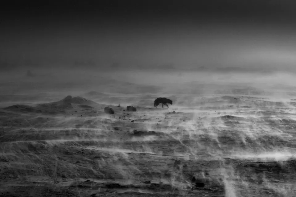ein_sturm_wuetet_ueber_dem_meereis_am_inglefield_fjord_in_thule_groenland_crax.jpg