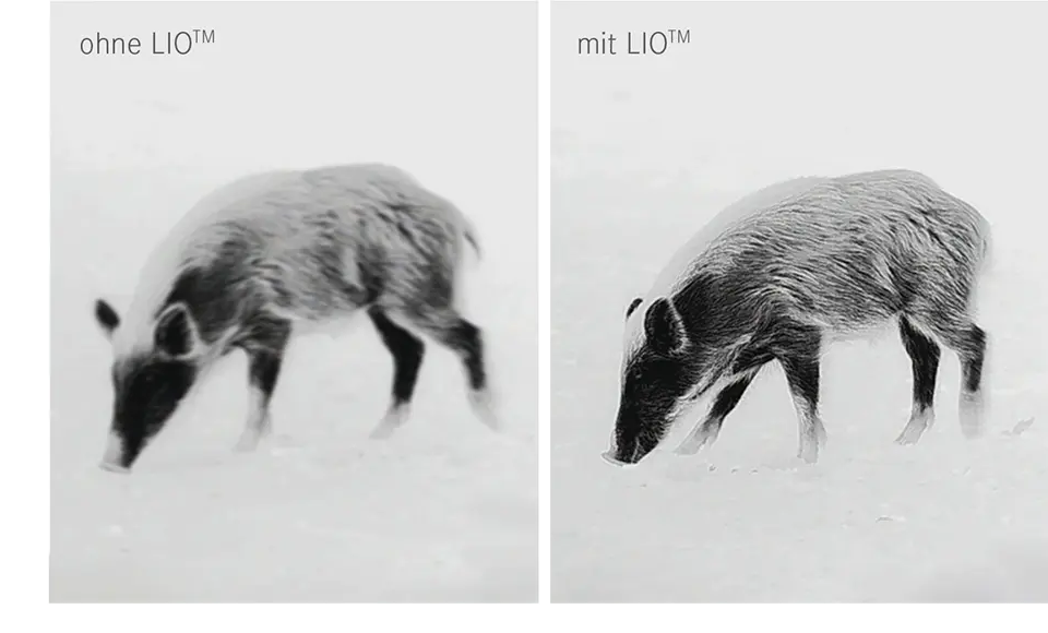 lioger.png