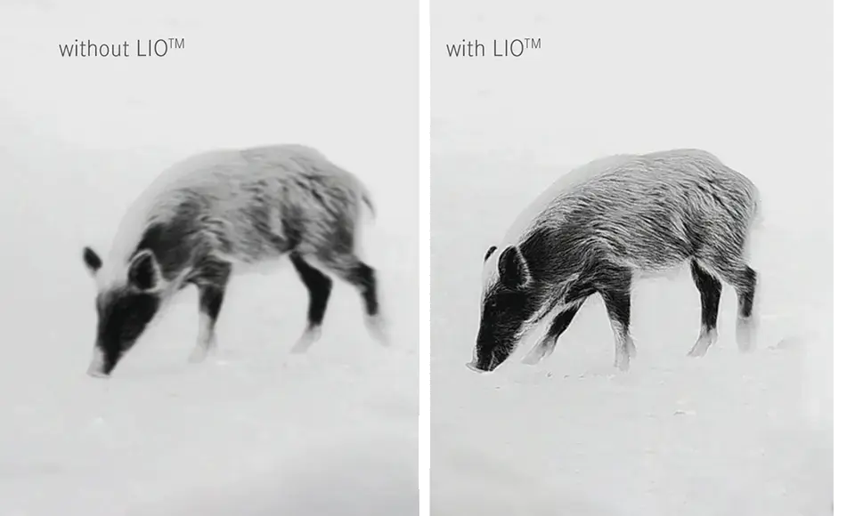 lioen1