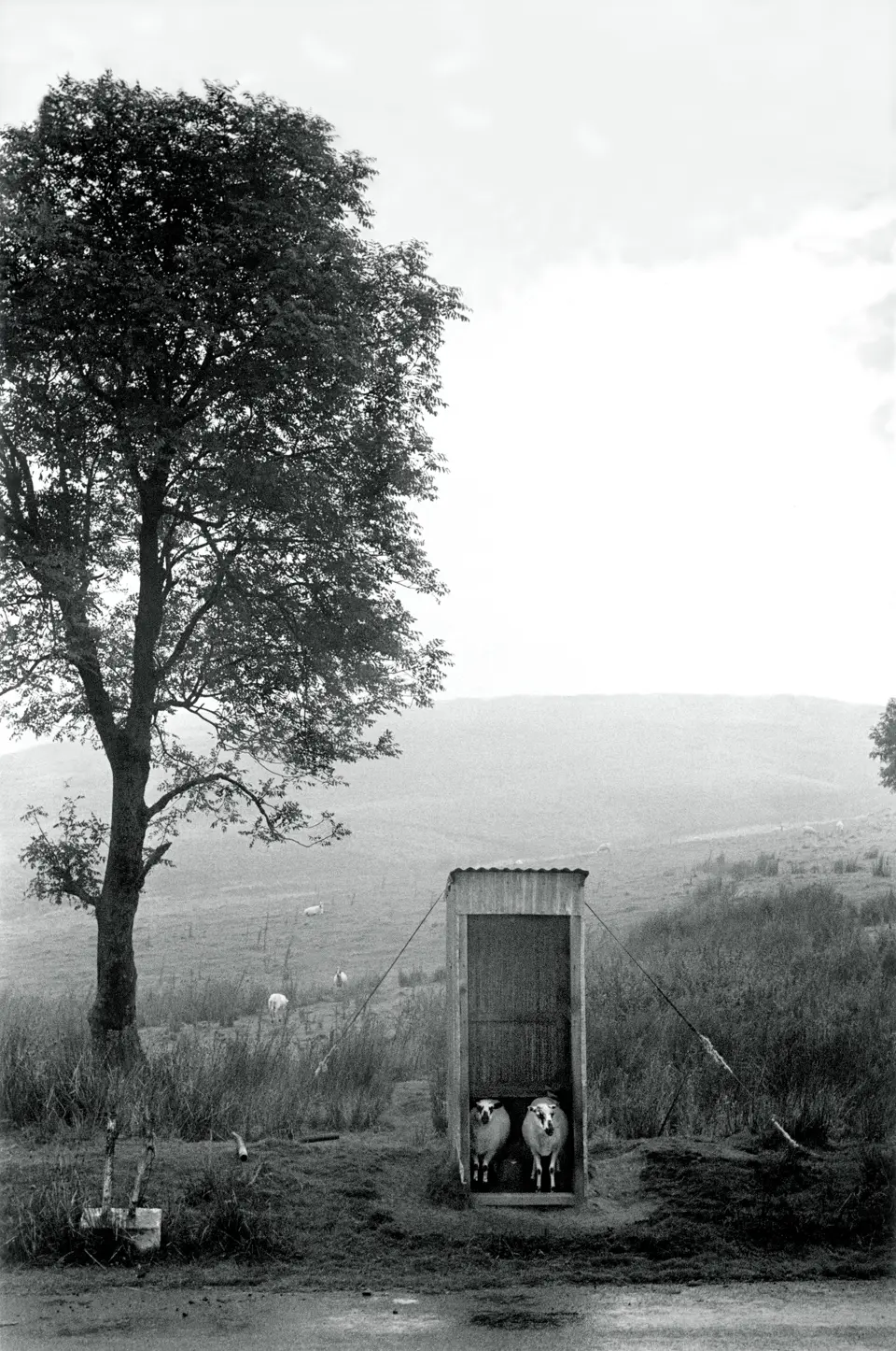 sheep_shelter_from_the_rain